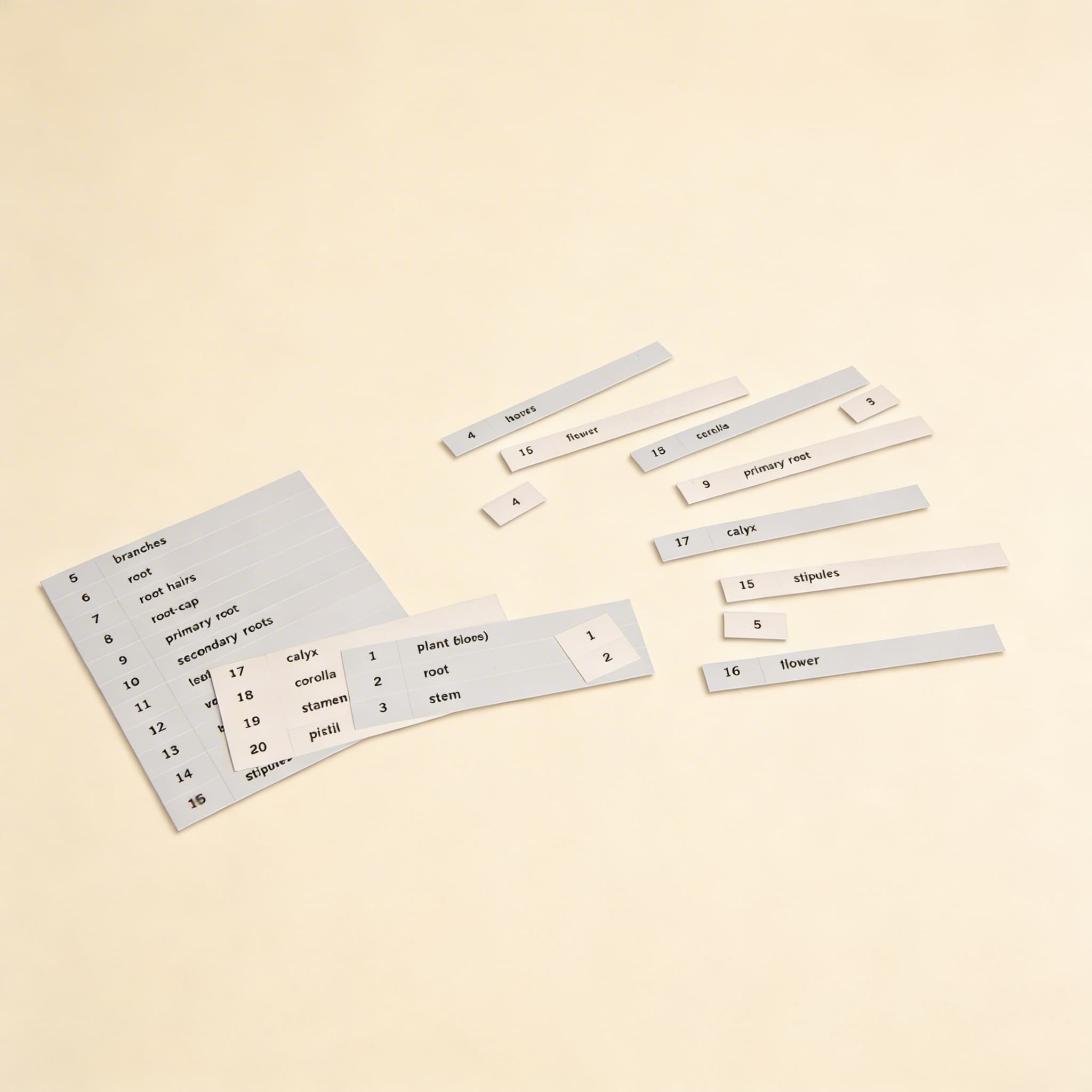 Karty s názvami: Prvá sada botanických kariet — Bočný pohľad