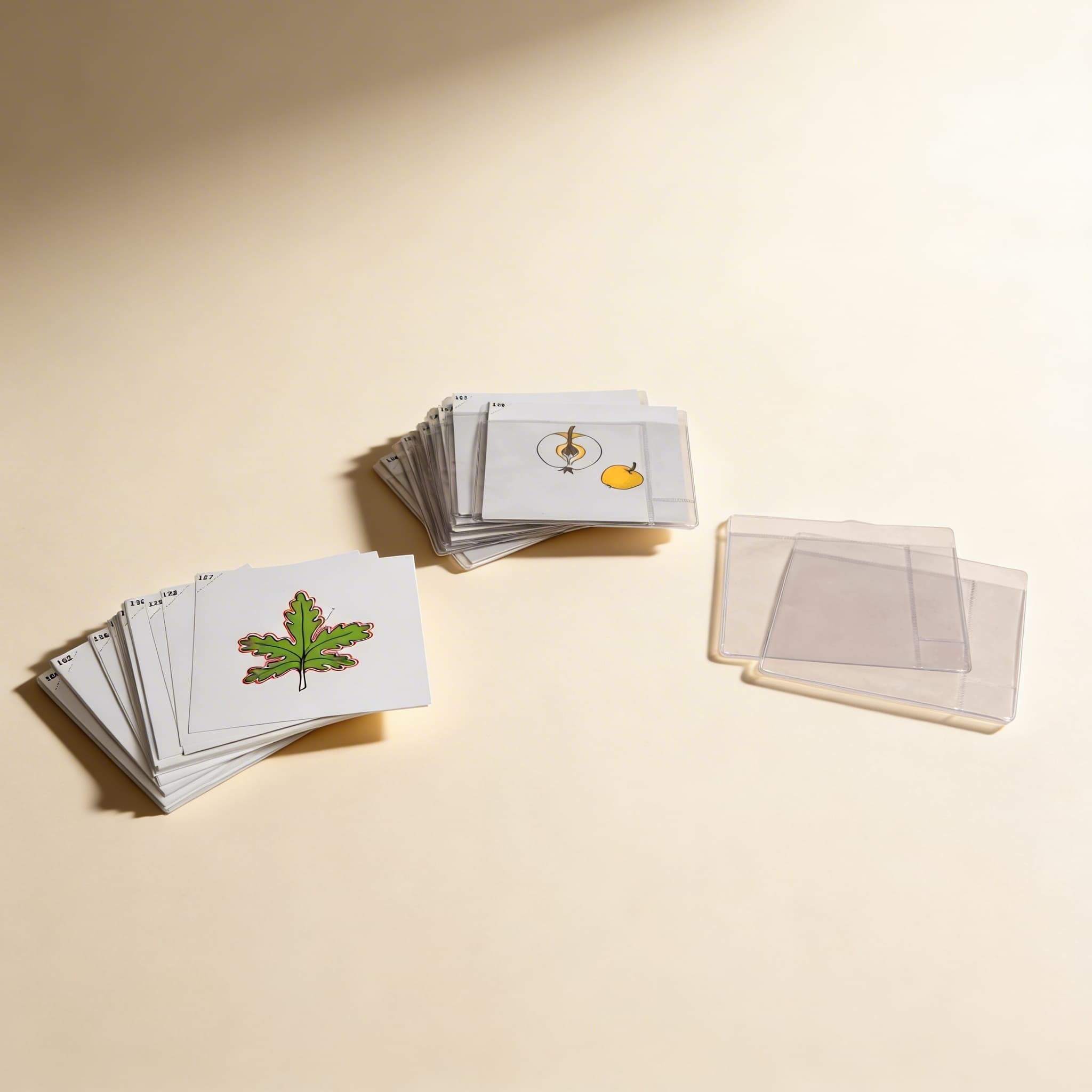 Botanik-Karten Set 3 — Erweiterte Pflanzenstudien — Katalogansicht