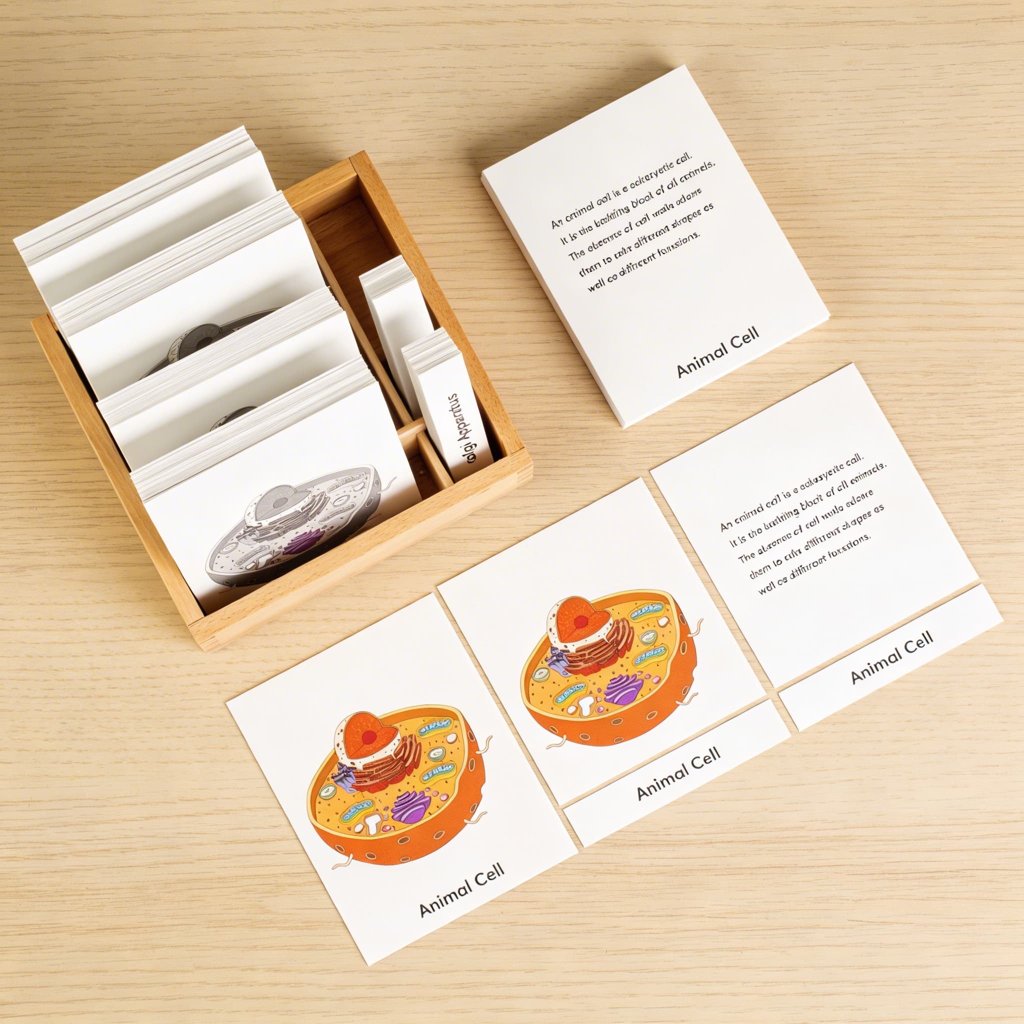 Nomenklaturní karty: živočišná buňka — Boční pohled