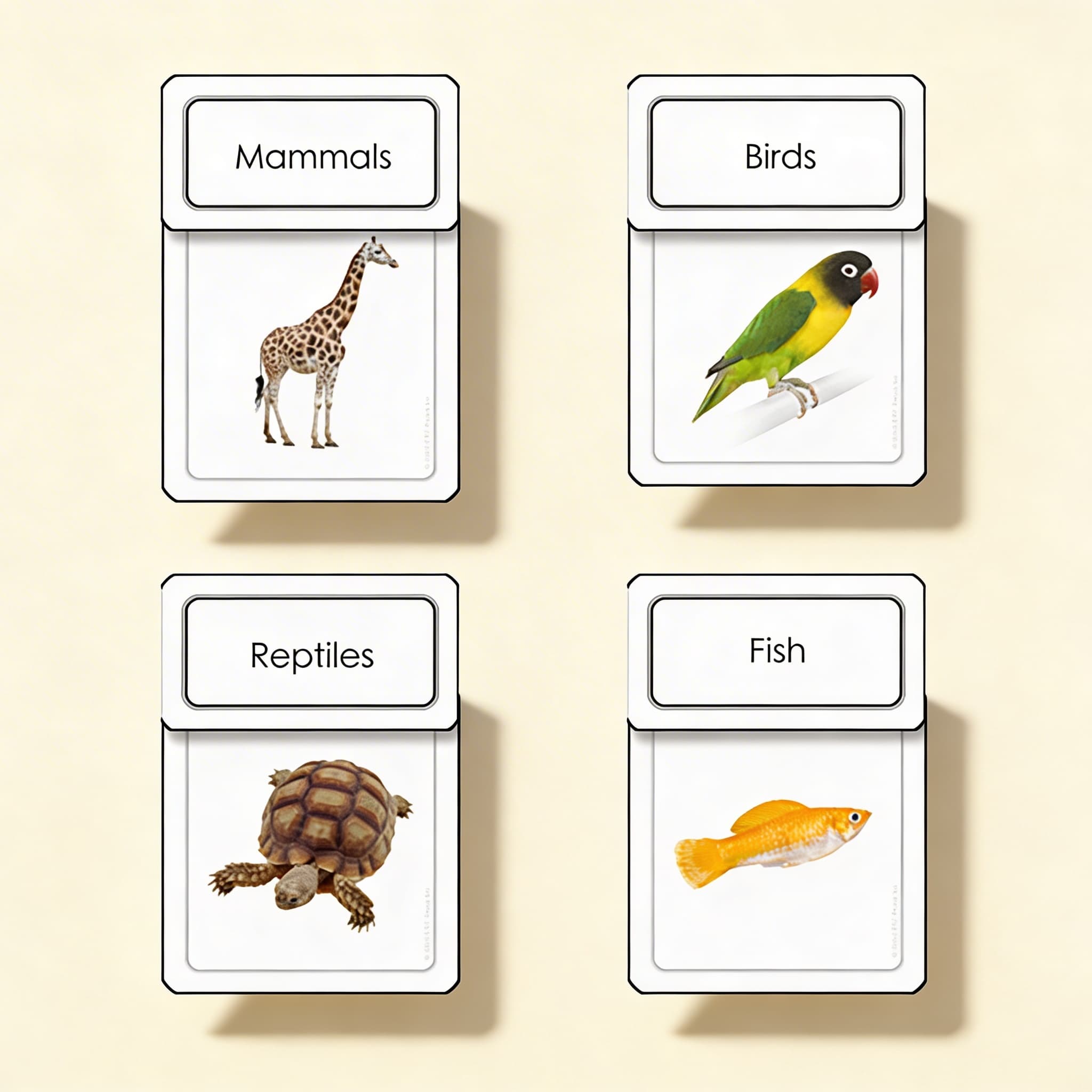 Sortierkarten der fünf Wirbeltierklassen