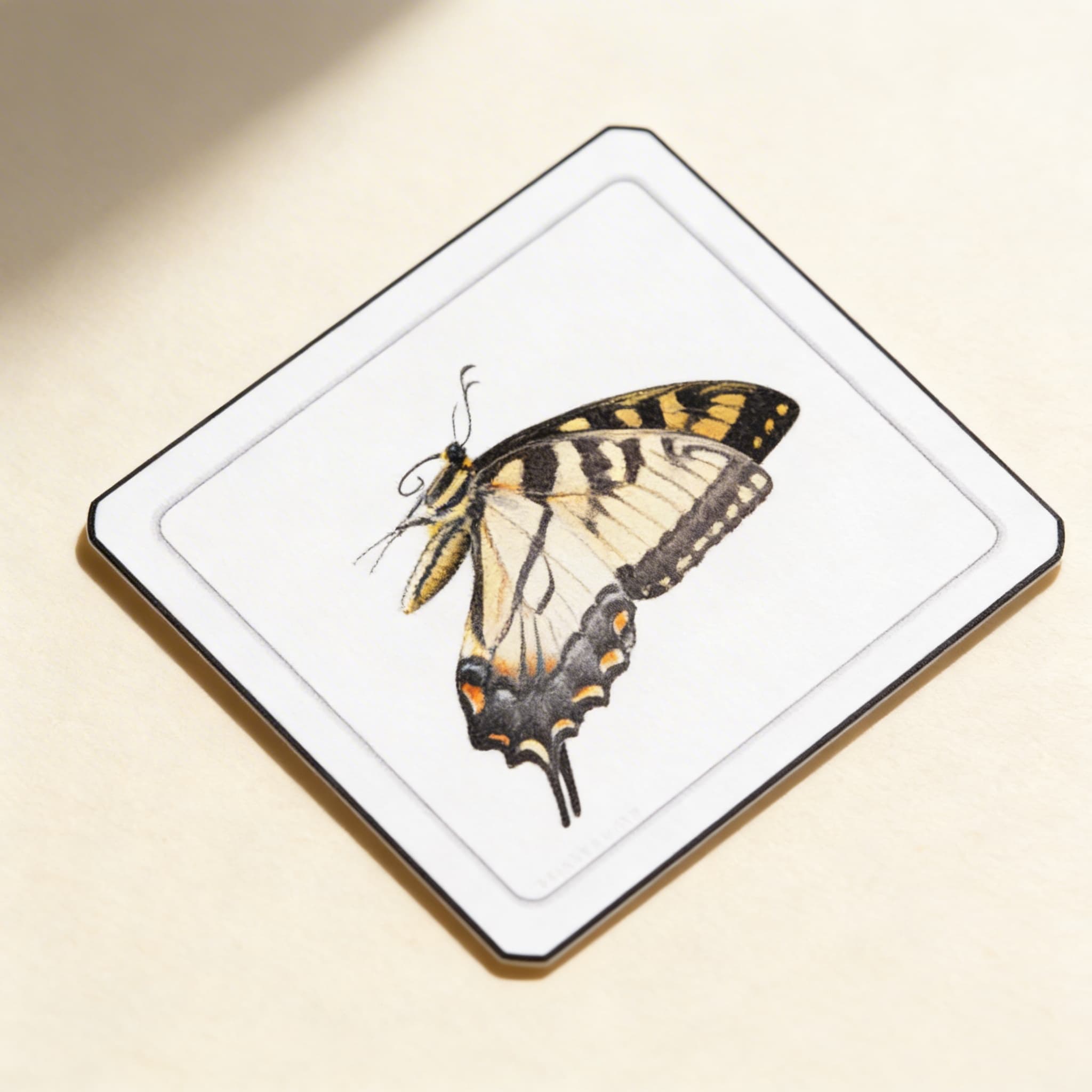 Části motýla (hmyz) — Boční pohled