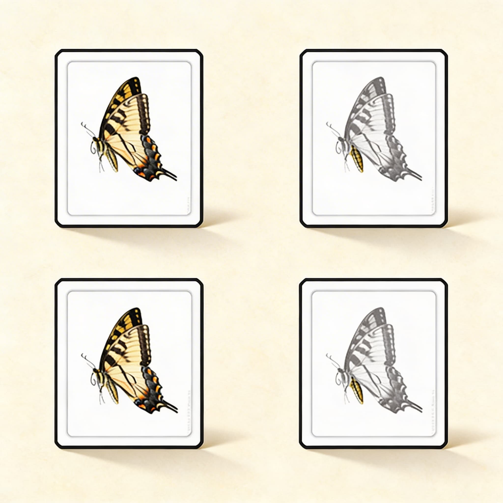 Části motýla (hmyz) — Katalogový pohled