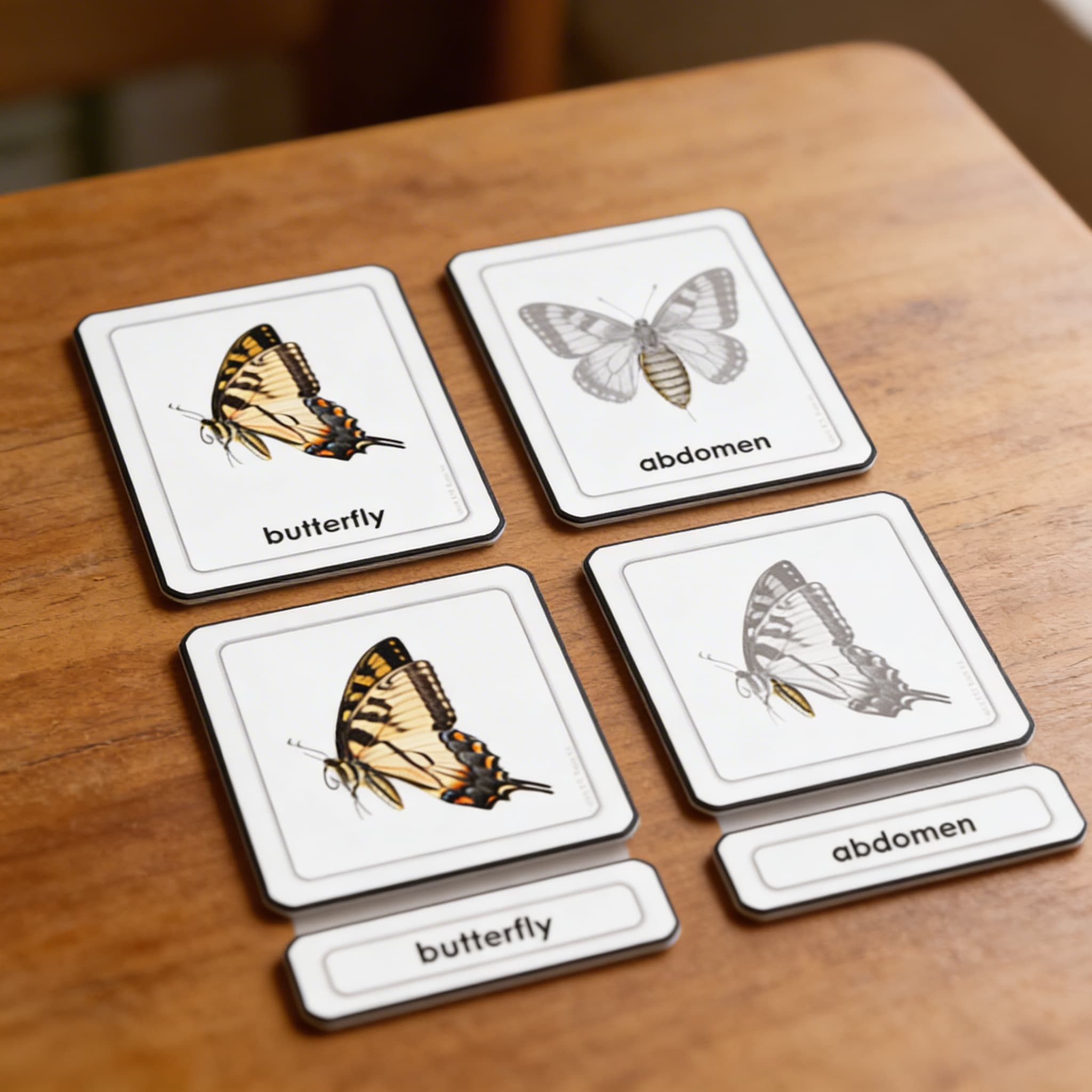 Části motýla (hmyz) — Detailní pohled