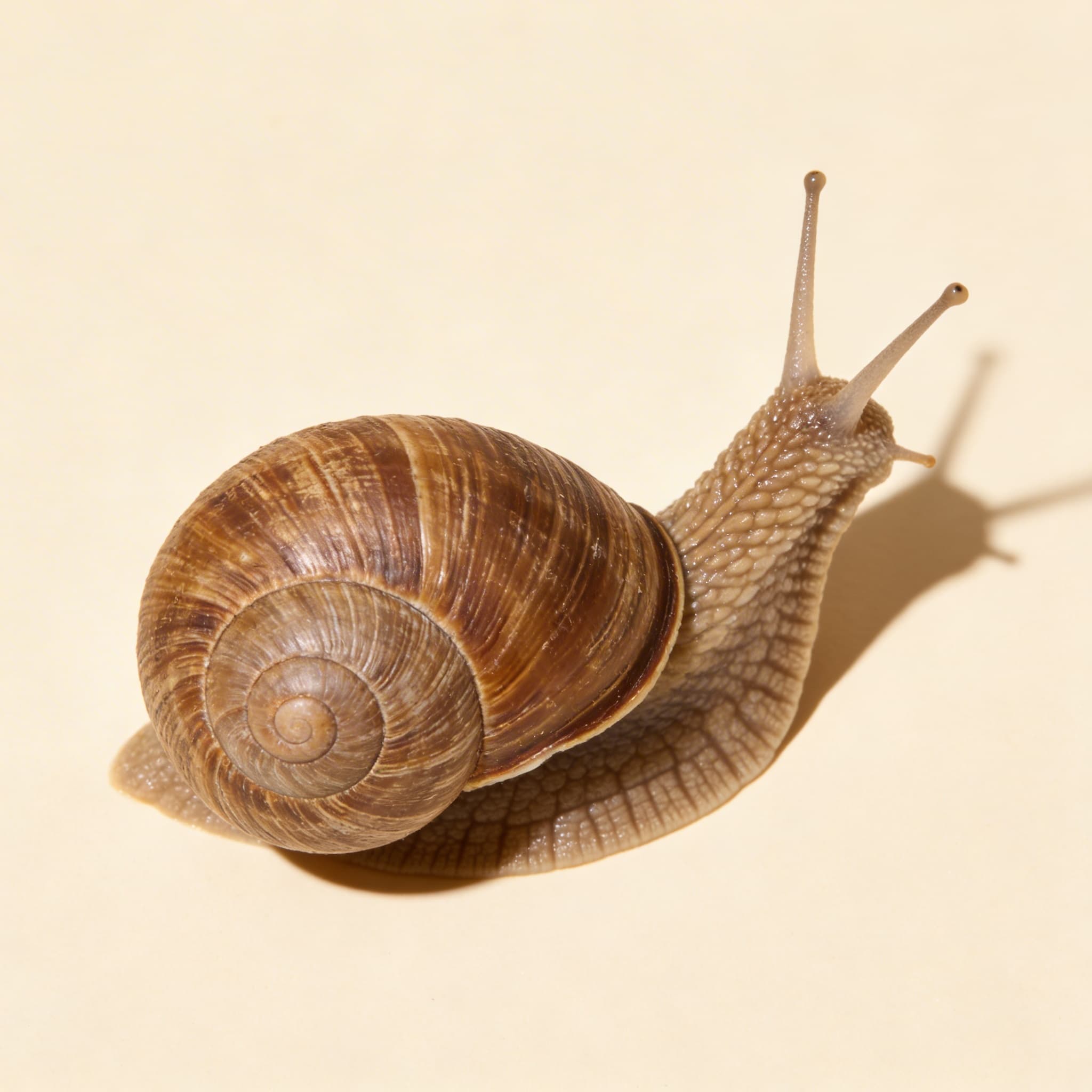 Části šneka (měkkýši) — Boční pohled