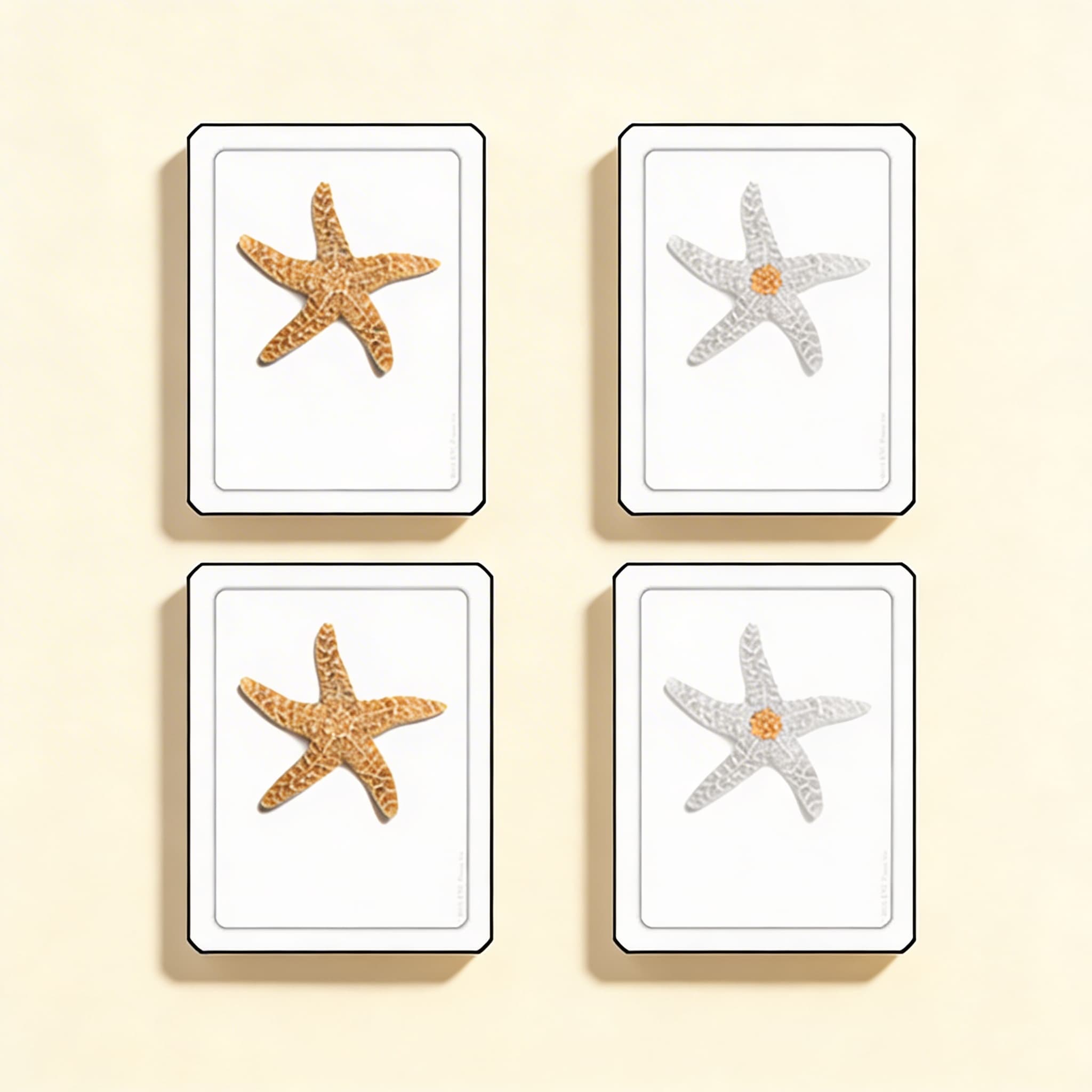 Parts Of A Starfish (Echinoderms)