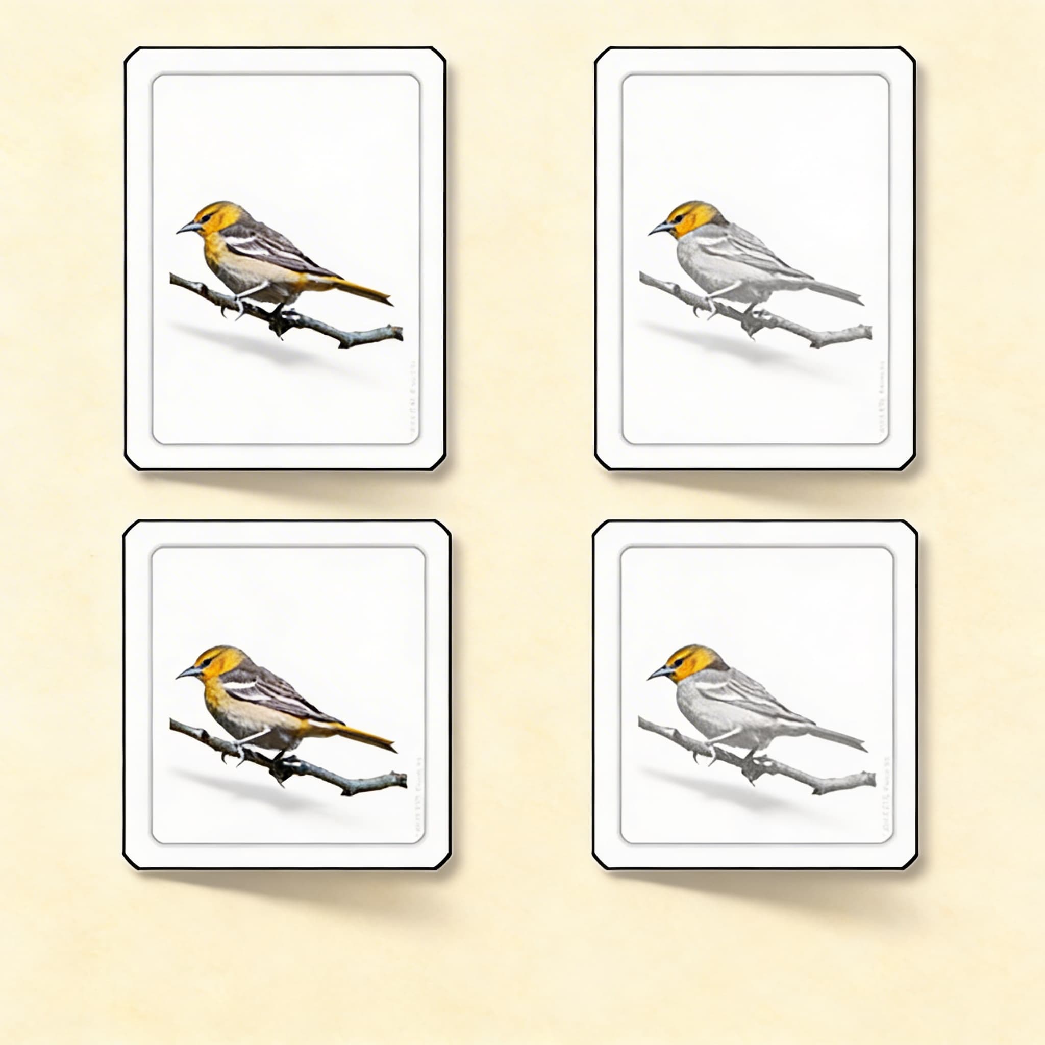 Časti vtáka (vtáky) — Katalógový pohľad