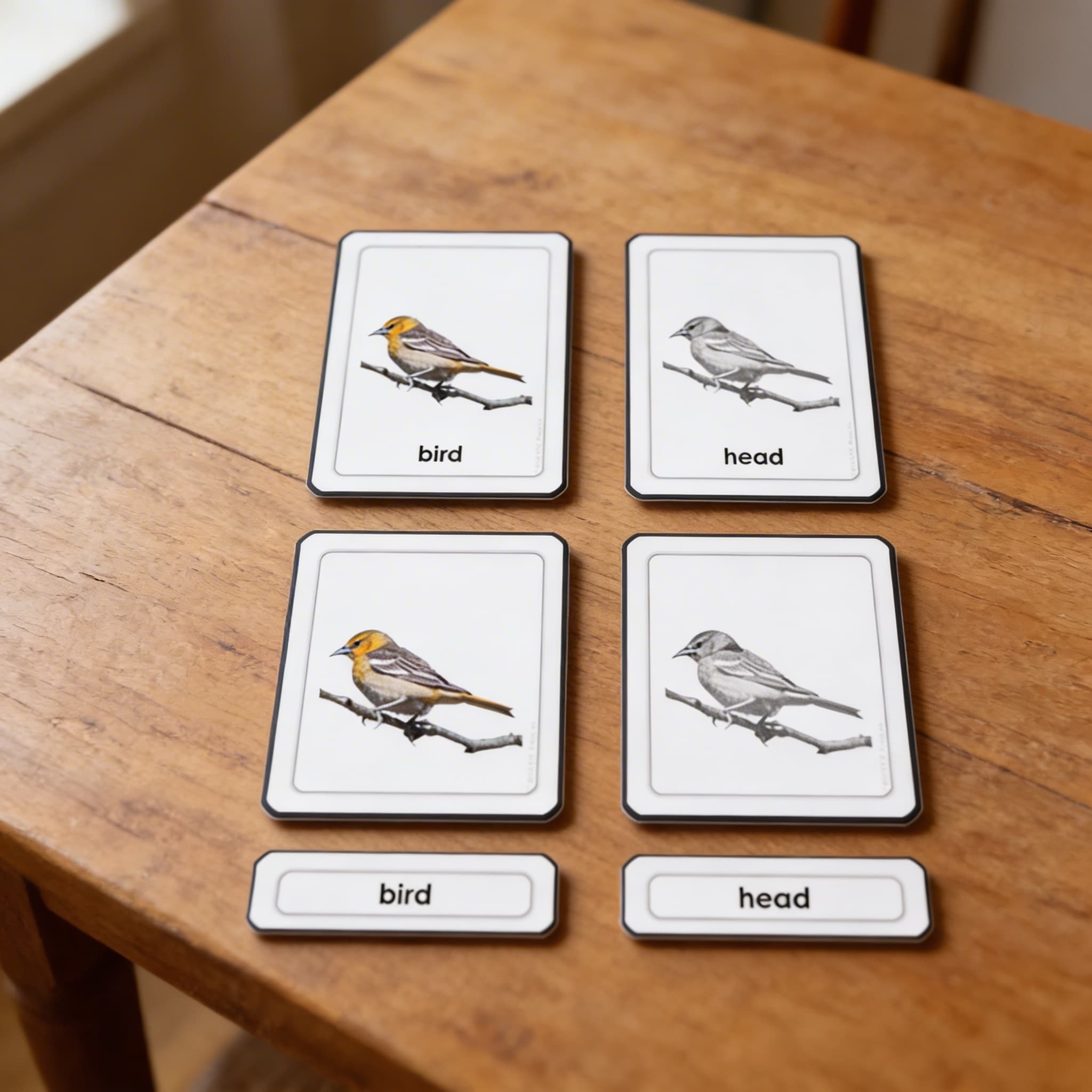 Časti vtáka (vtáky) — Detailný pohľad