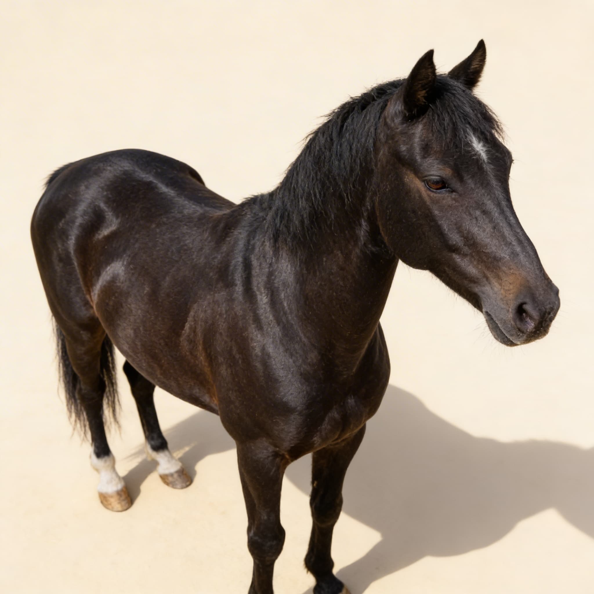 Části koně (savci) — Boční pohled