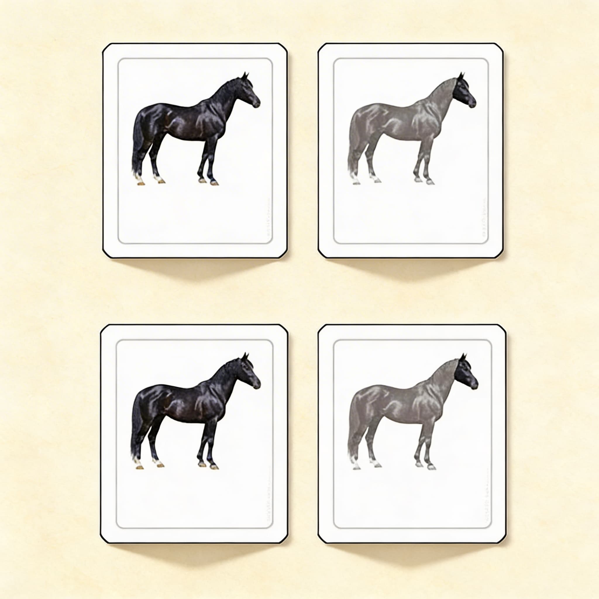 Části koně (savci) — Katalogový pohled