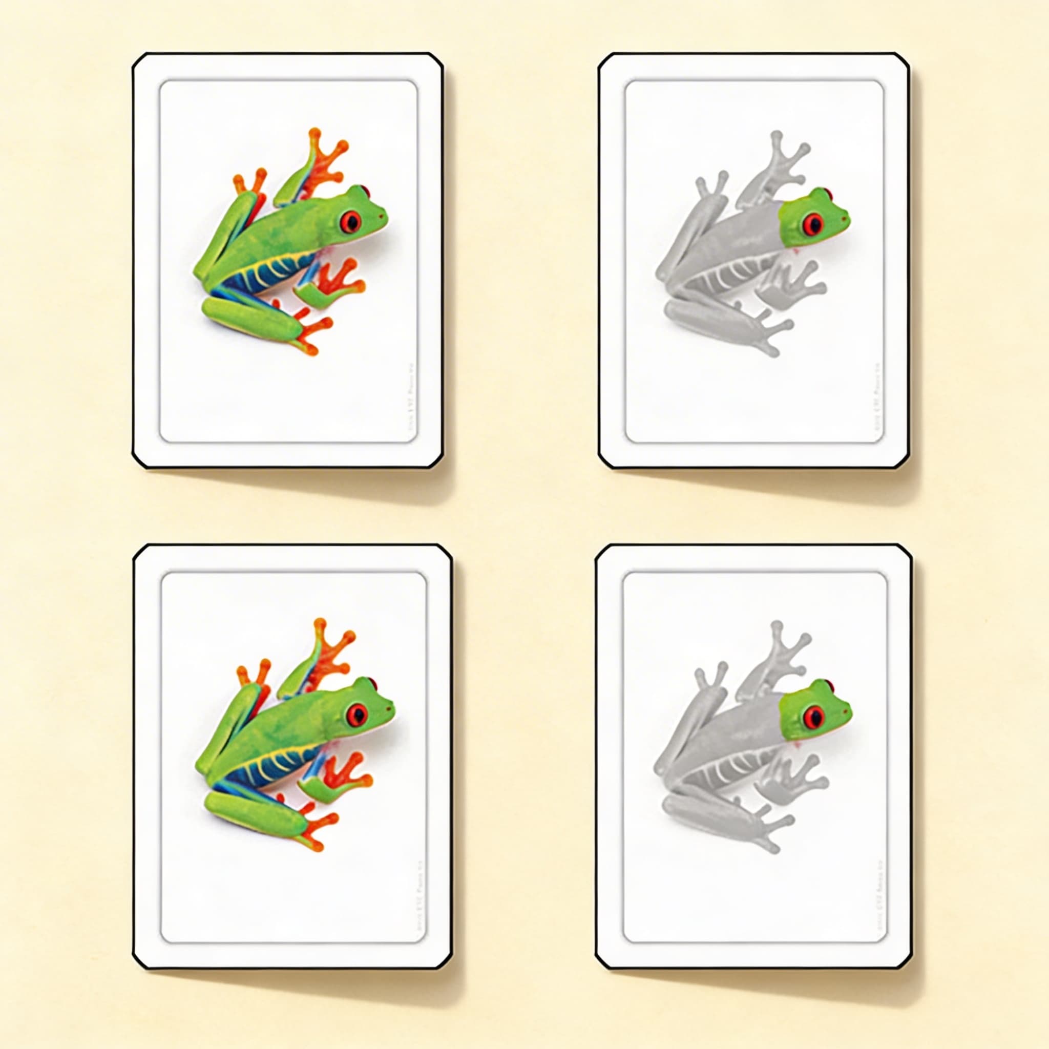 Části žáby (obojživelníci) — Katalogový pohled