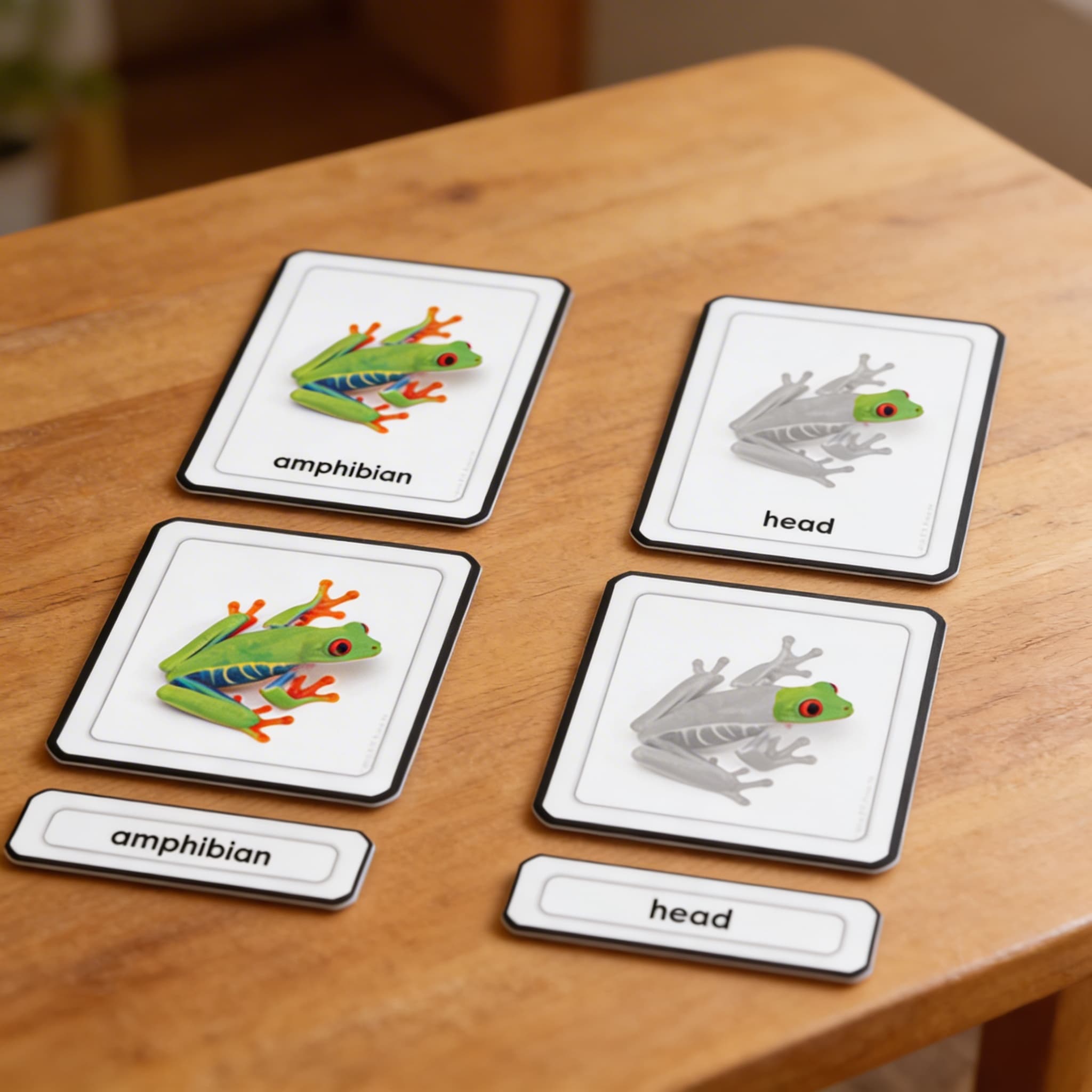 Části žáby (obojživelníci) — Detailní pohled