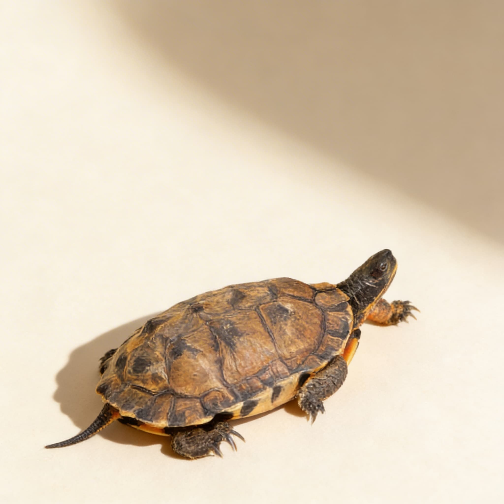 Části želvy (plazi) — Boční pohled