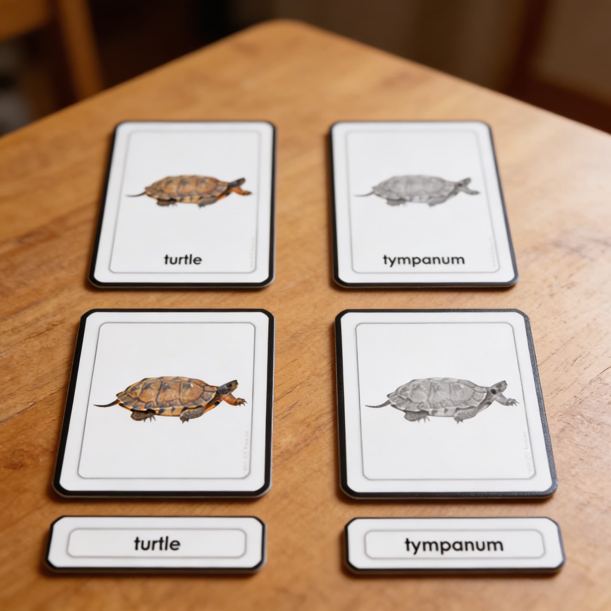 Části želvy (plazi) — Detailní pohled