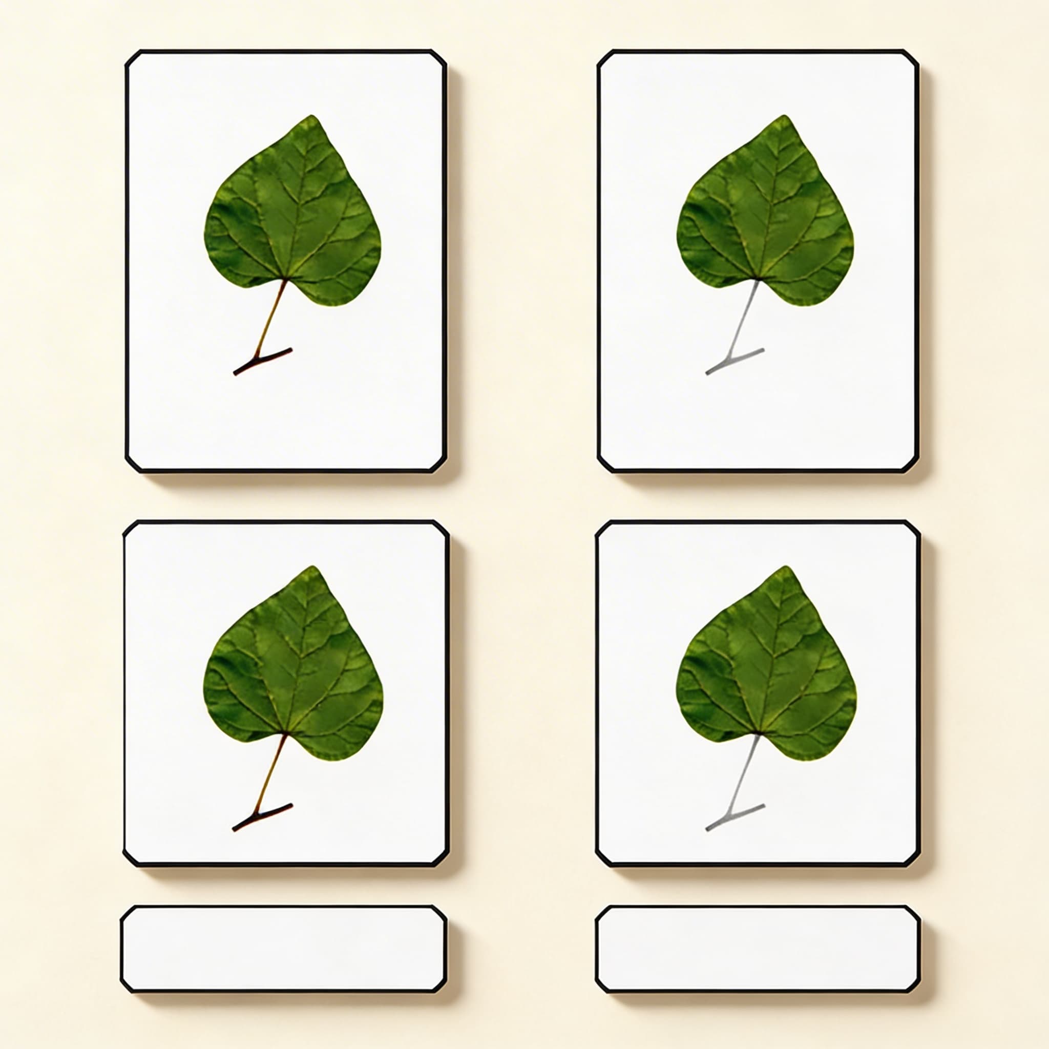 Části listu — Katalogový pohled