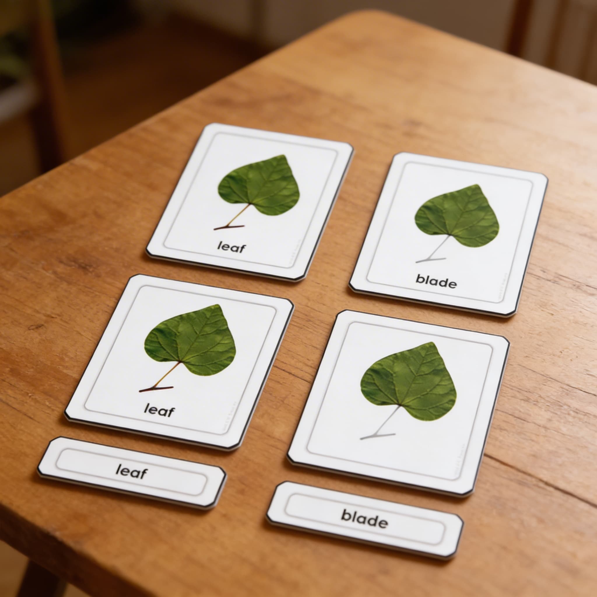 Části listu — Detailní pohled