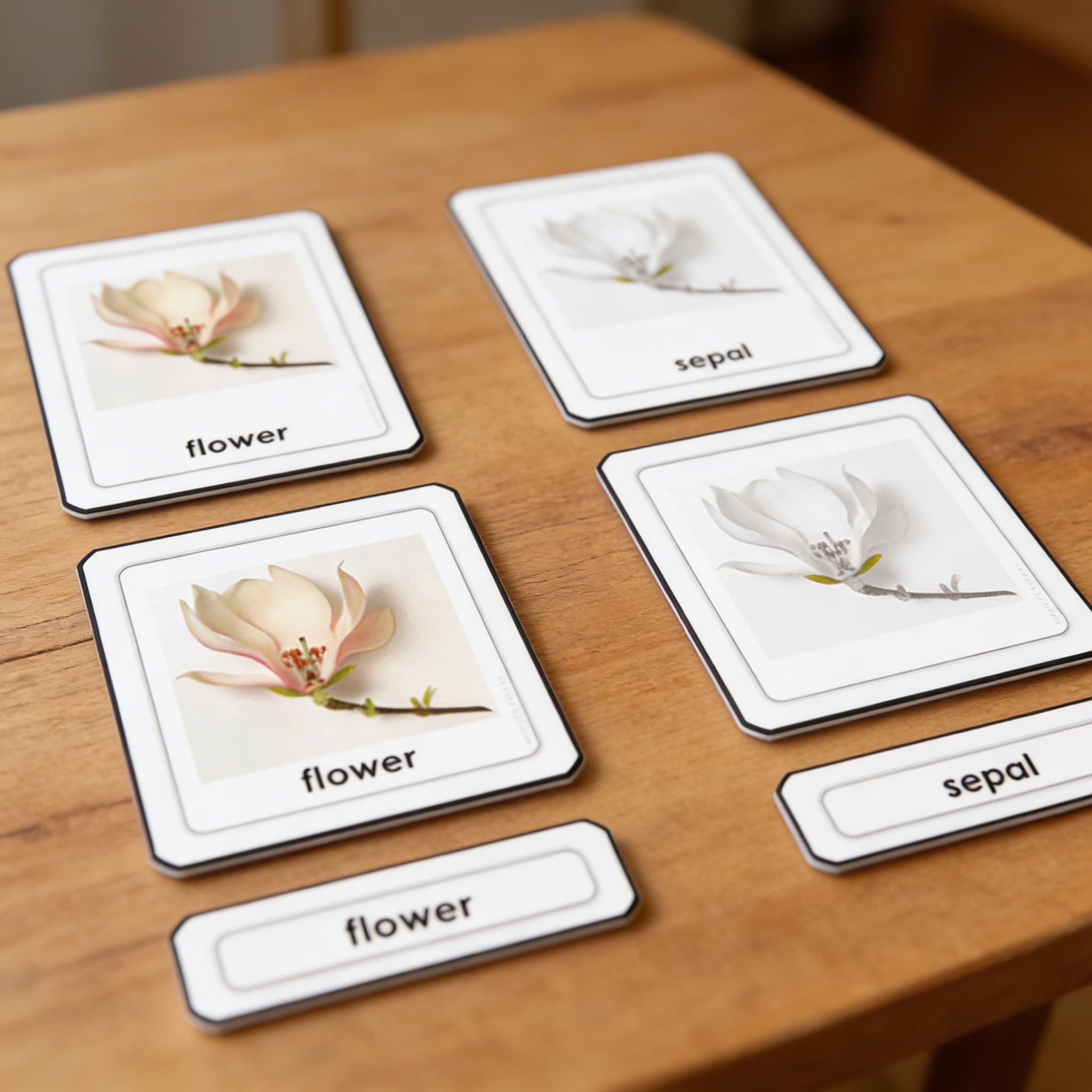 Části květiny — Detailní pohled