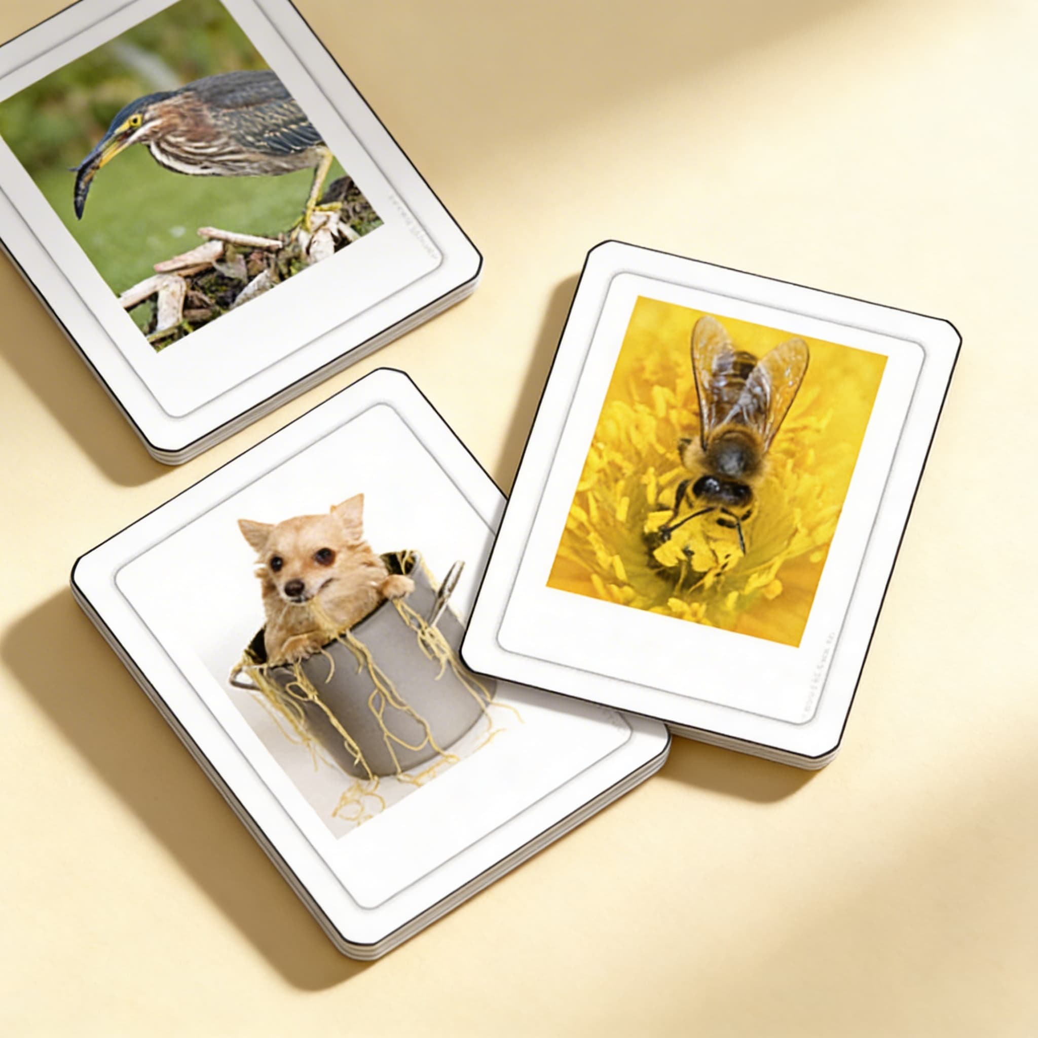 Fleischfresser, Pflanzenfresser und Allesfresser — Seitenansicht