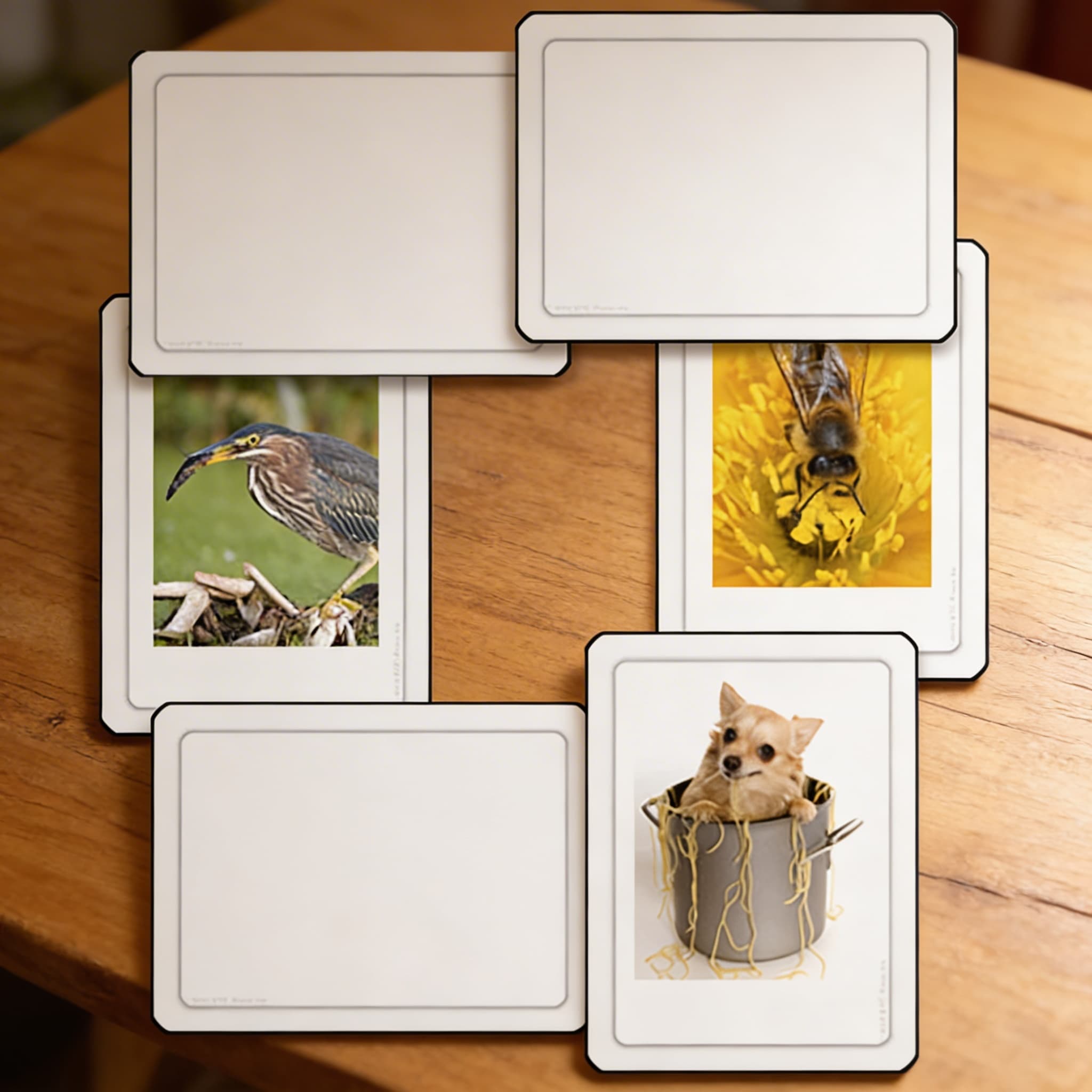 Fleischfresser, Pflanzenfresser und Allesfresser — Detailansicht