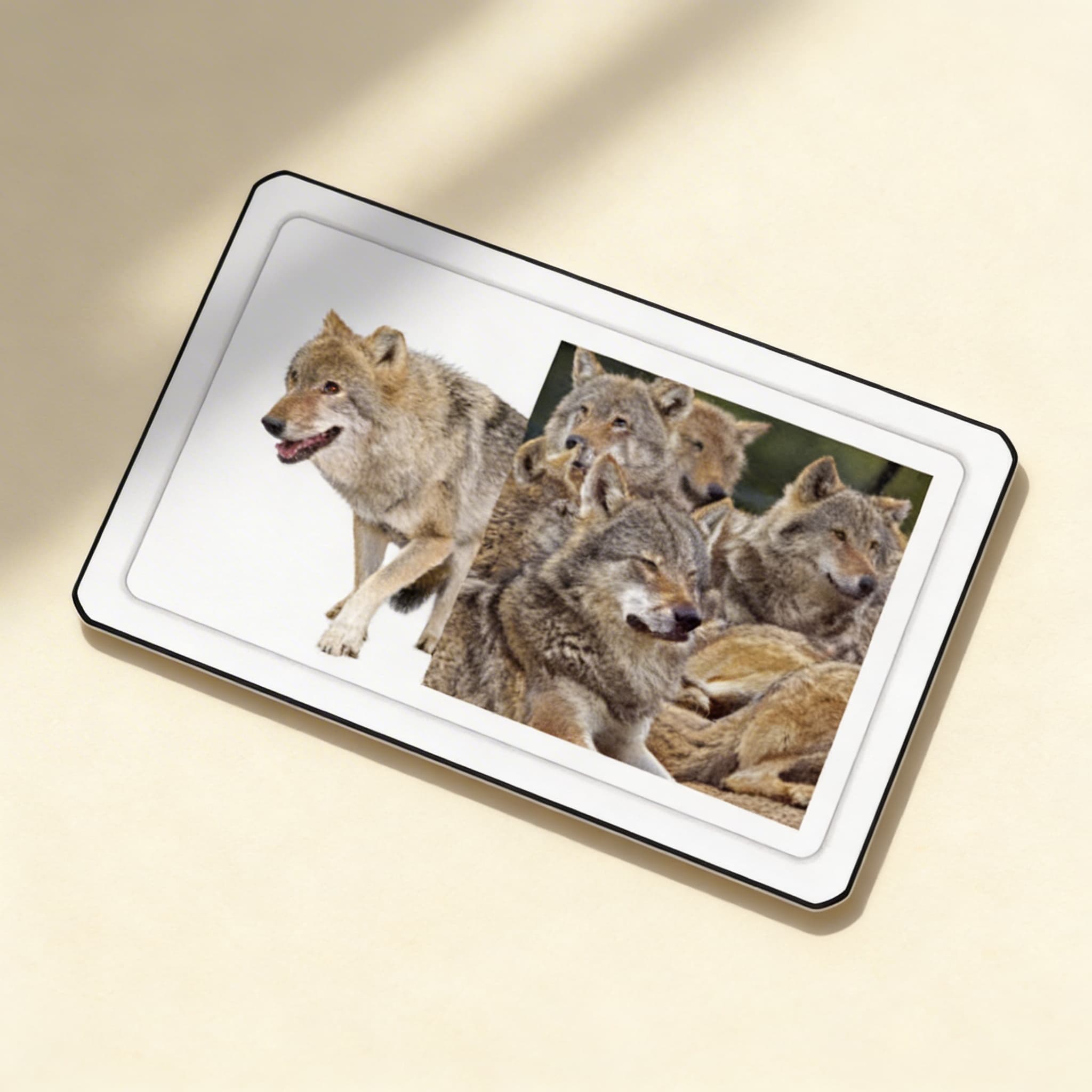 Skupiny zvířat — třídílné karty — Boční pohled