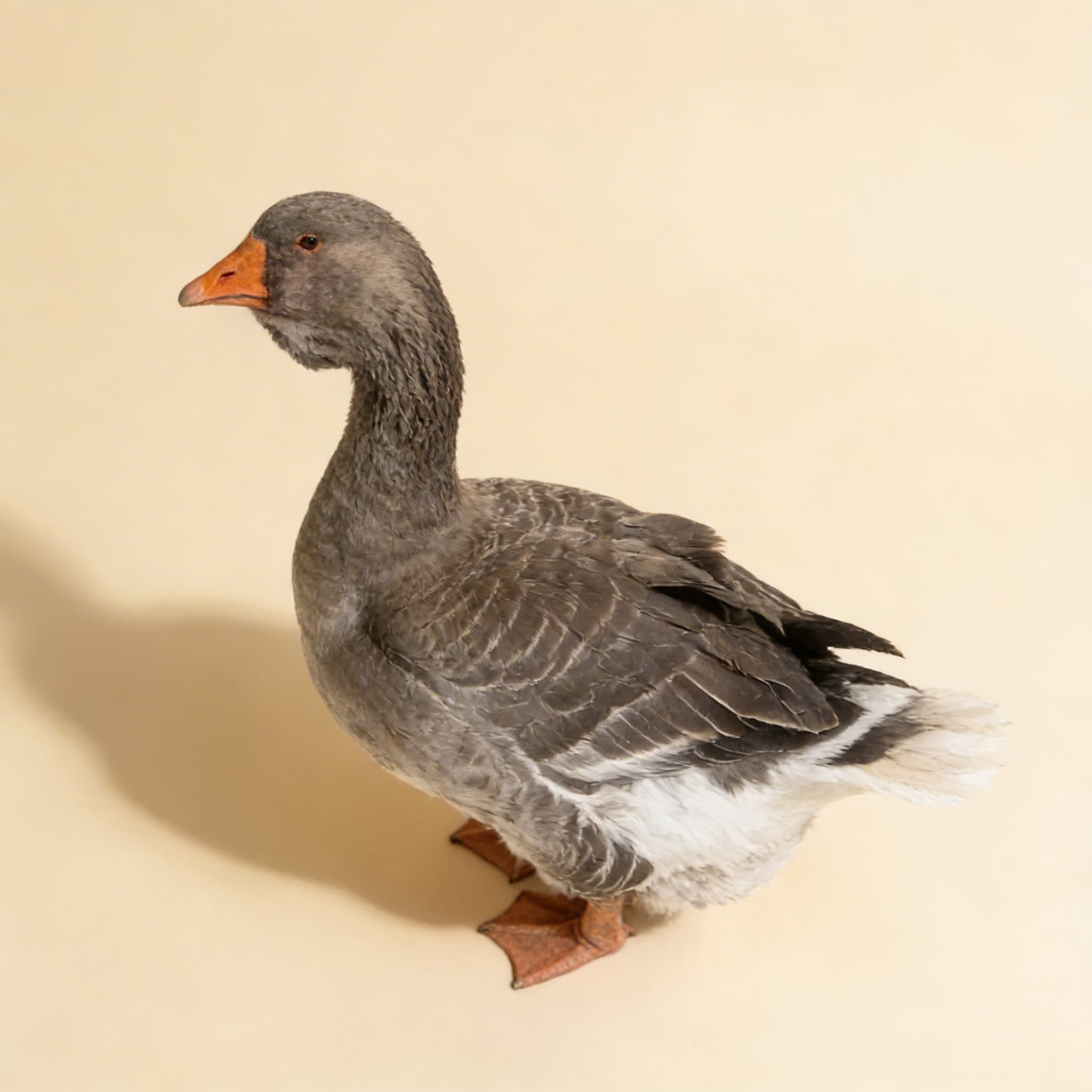 Přiřazovací pracovní karty domácích zvířat — Boční pohled