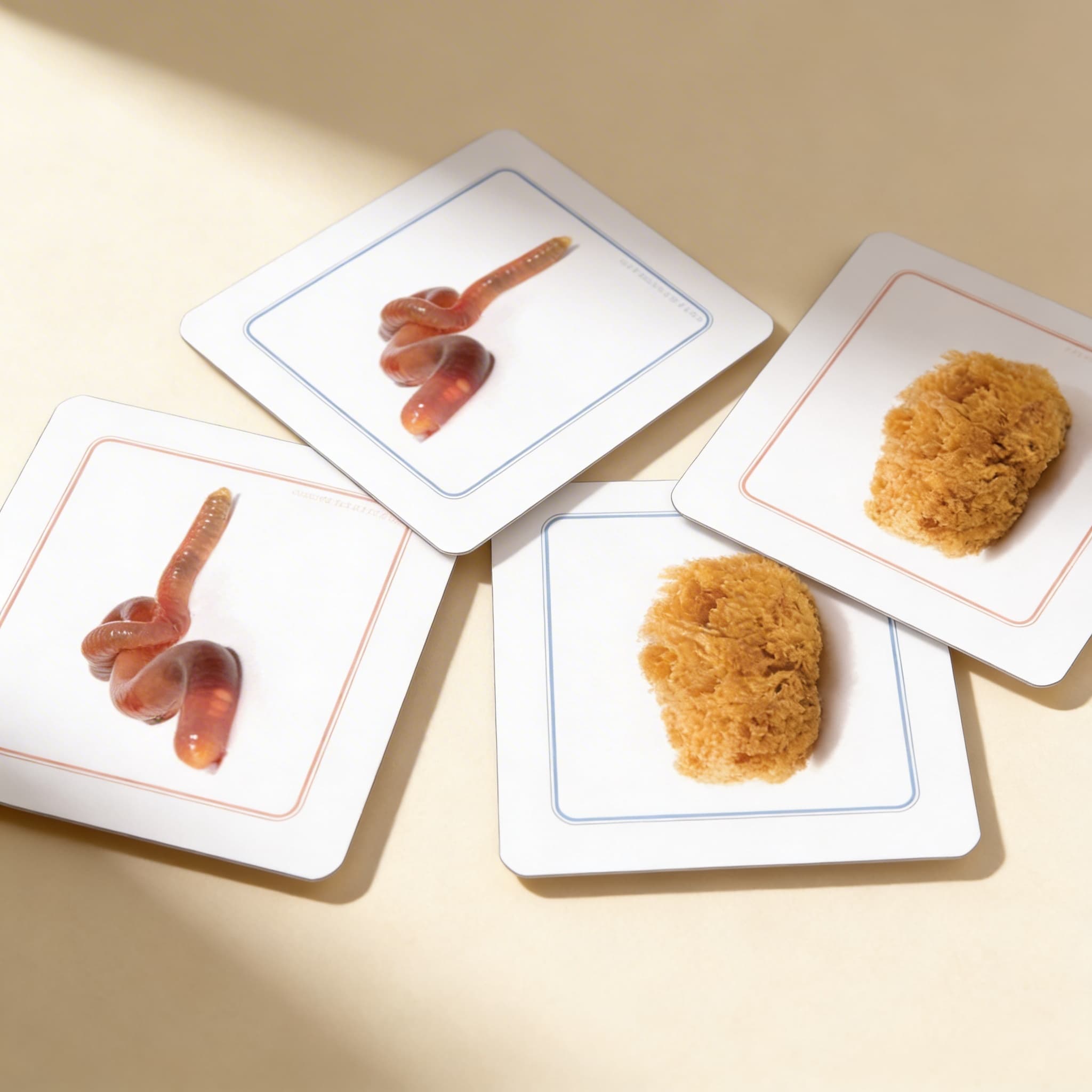 Přiřazovací pracovní karty bezobratlých — Boční pohled