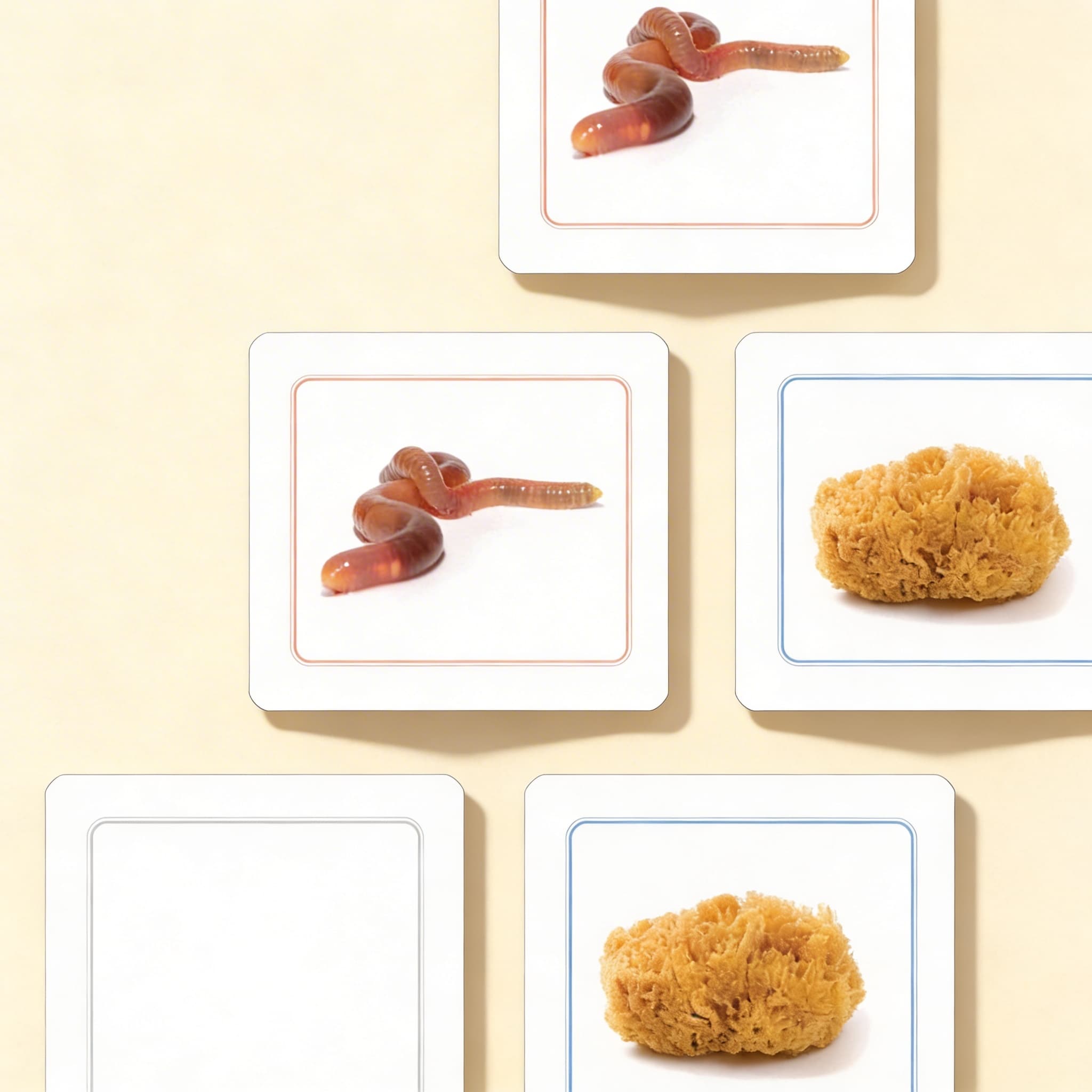 Přiřazovací pracovní karty bezobratlých — Katalogový pohled