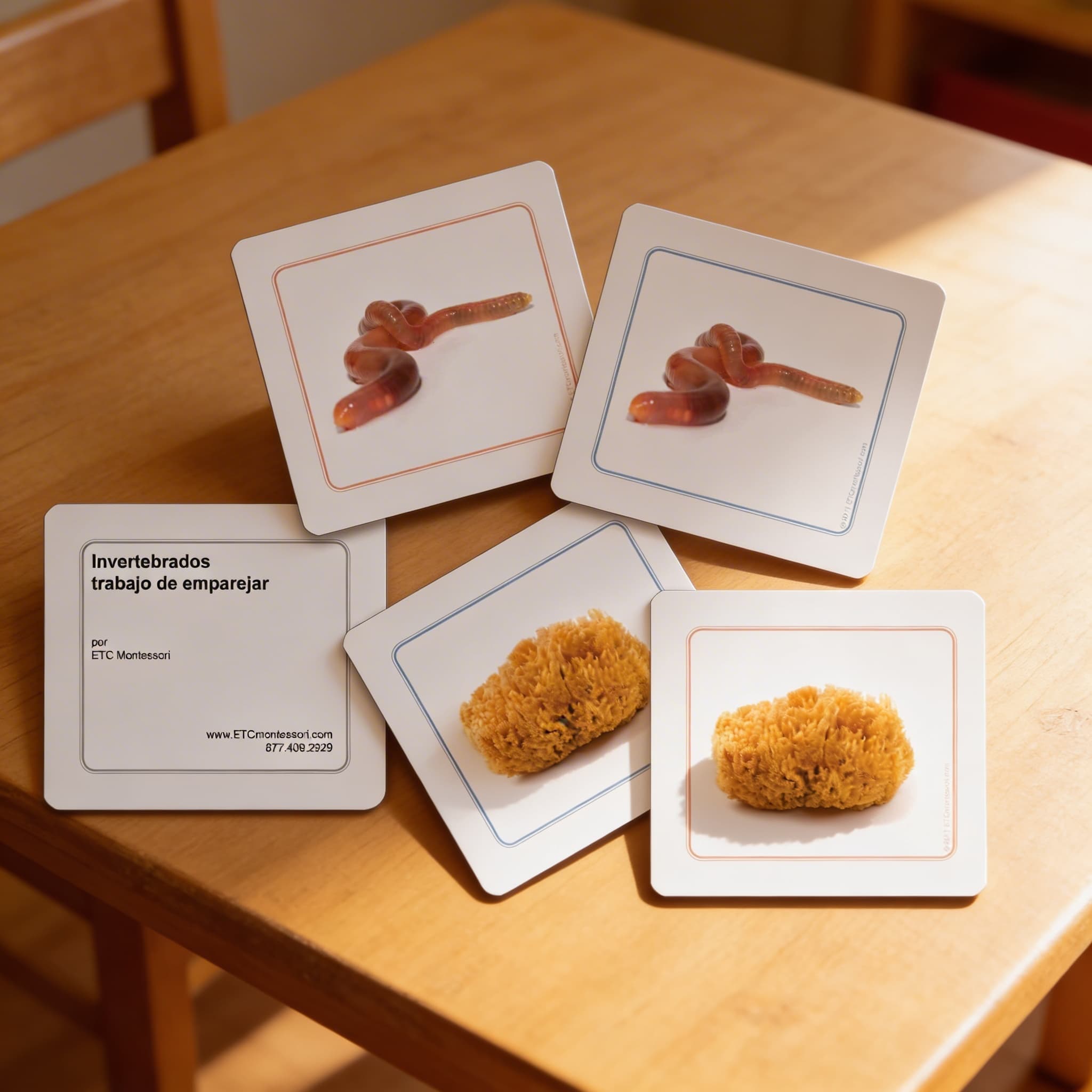 Přiřazovací pracovní karty bezobratlých — Detailní pohled