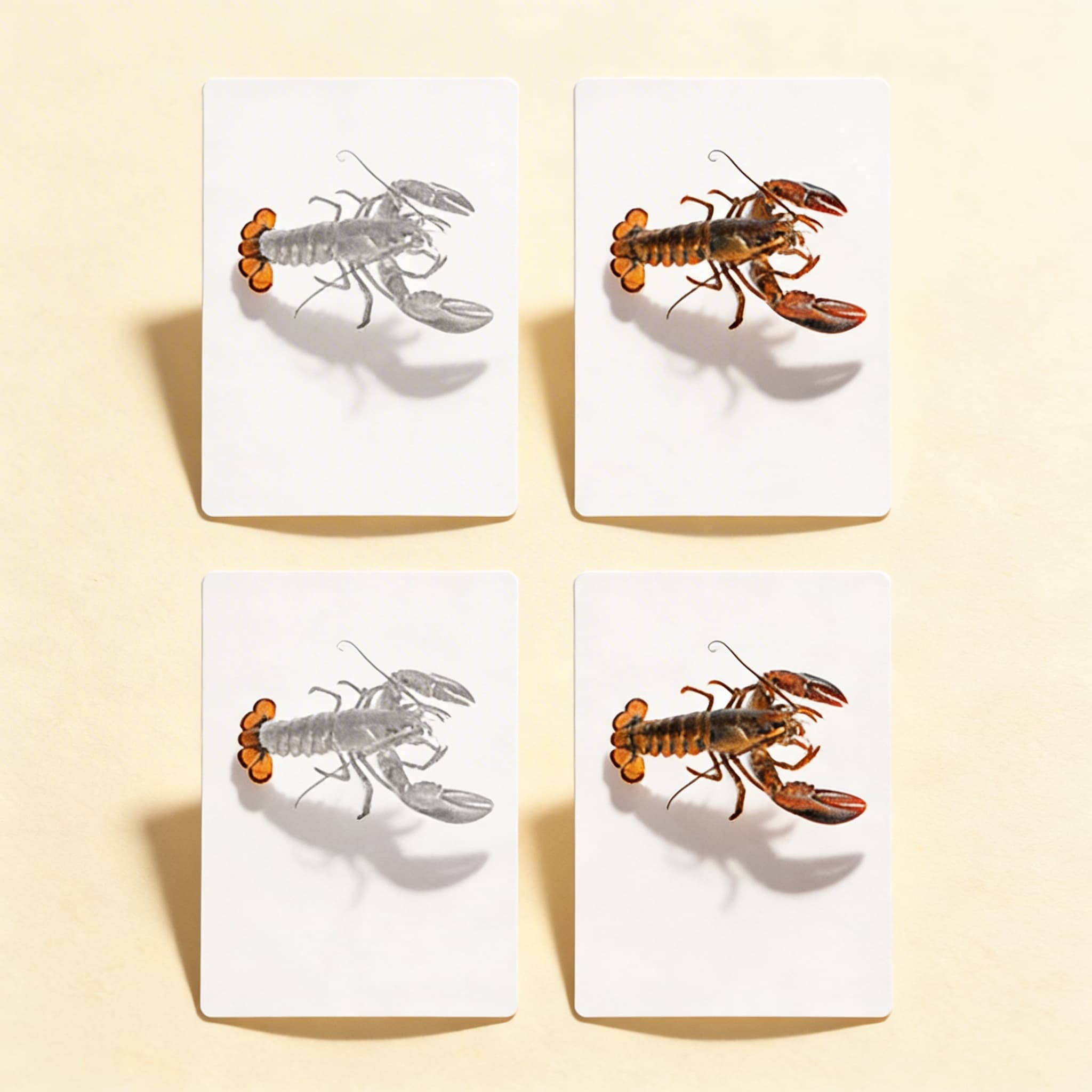 Části korýše — zoologické karty (španělsky) — Katalogový pohled