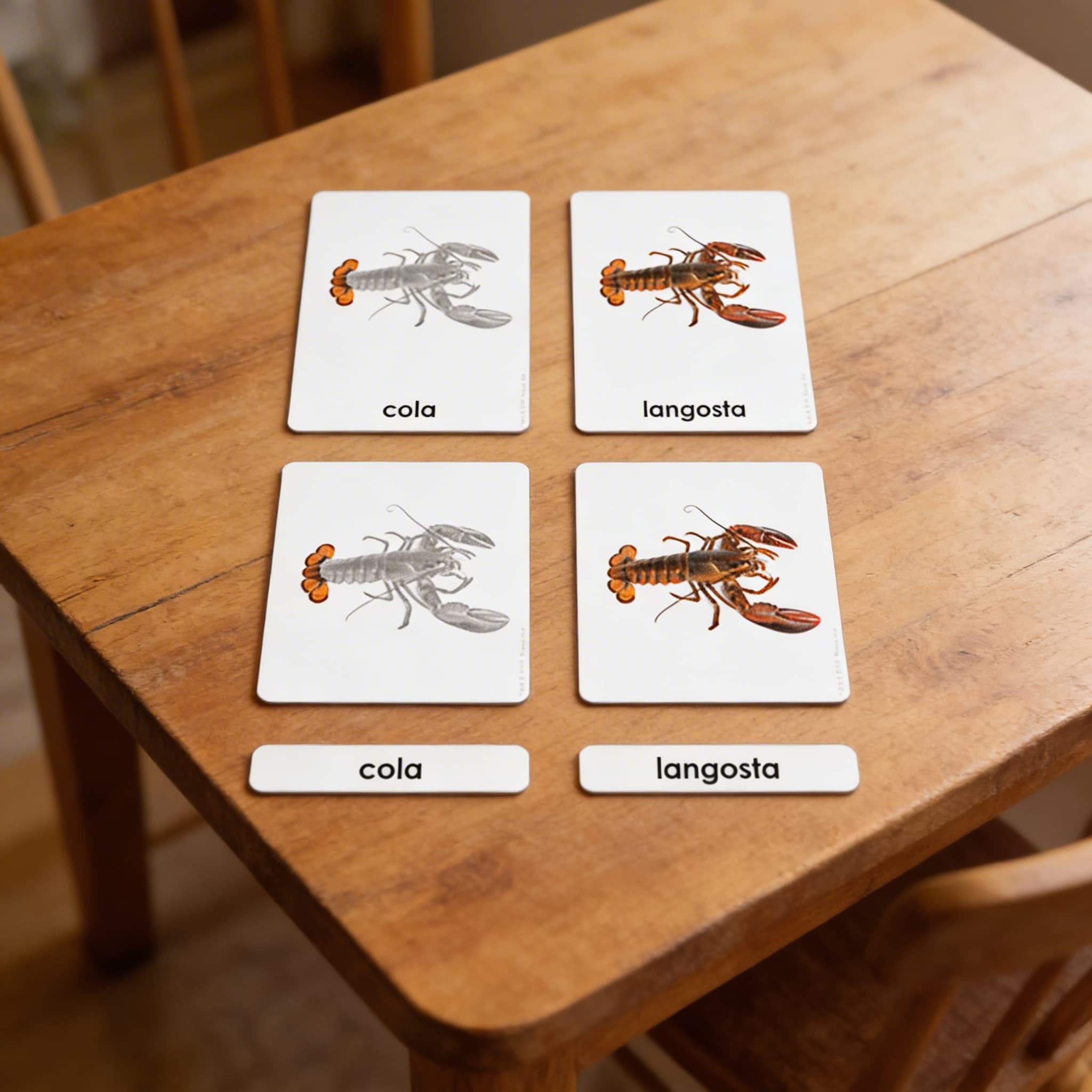 Části korýše — zoologické karty (španělsky) — Detailní pohled