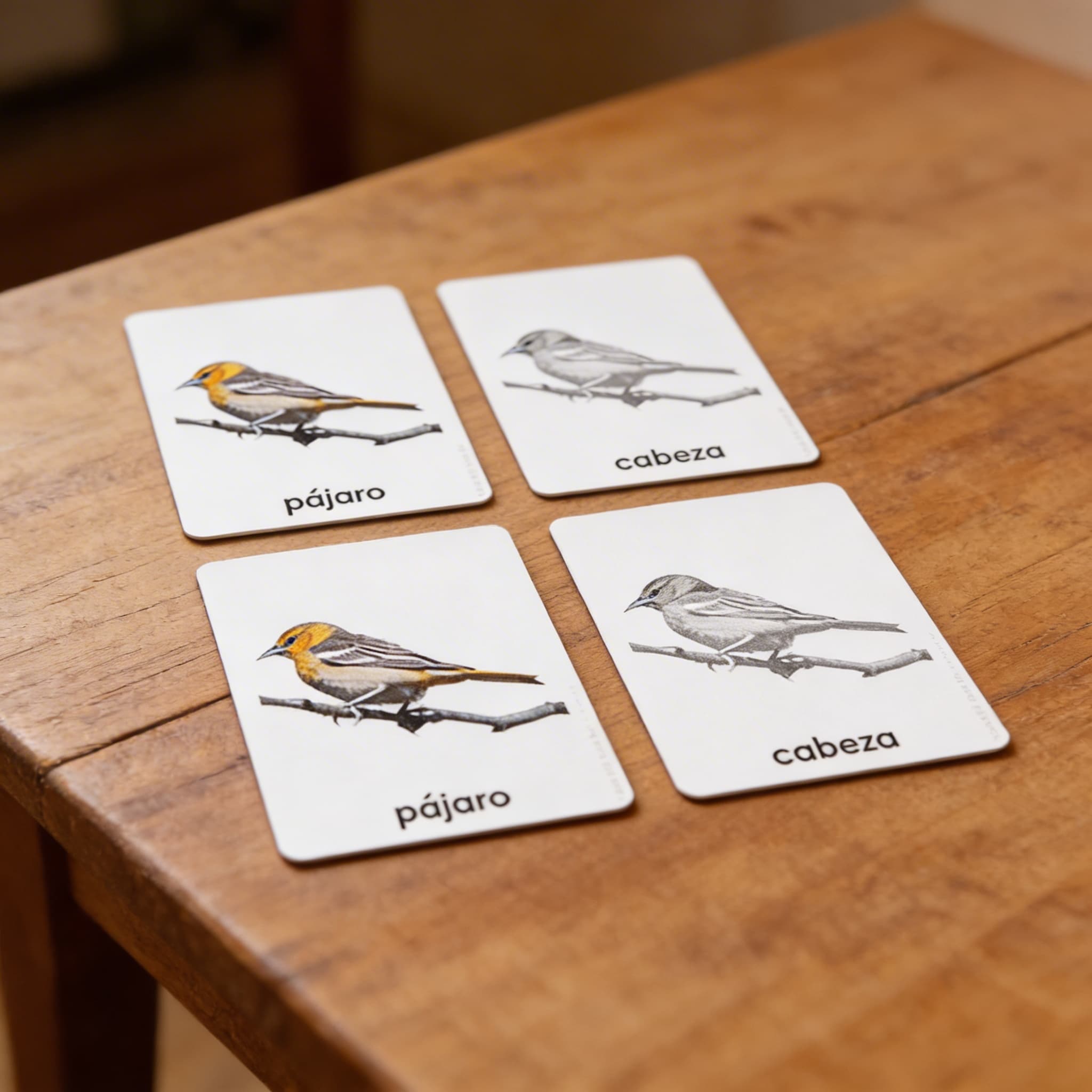 Části ptáka — zoologické karty (španělsky) — Detailní pohled