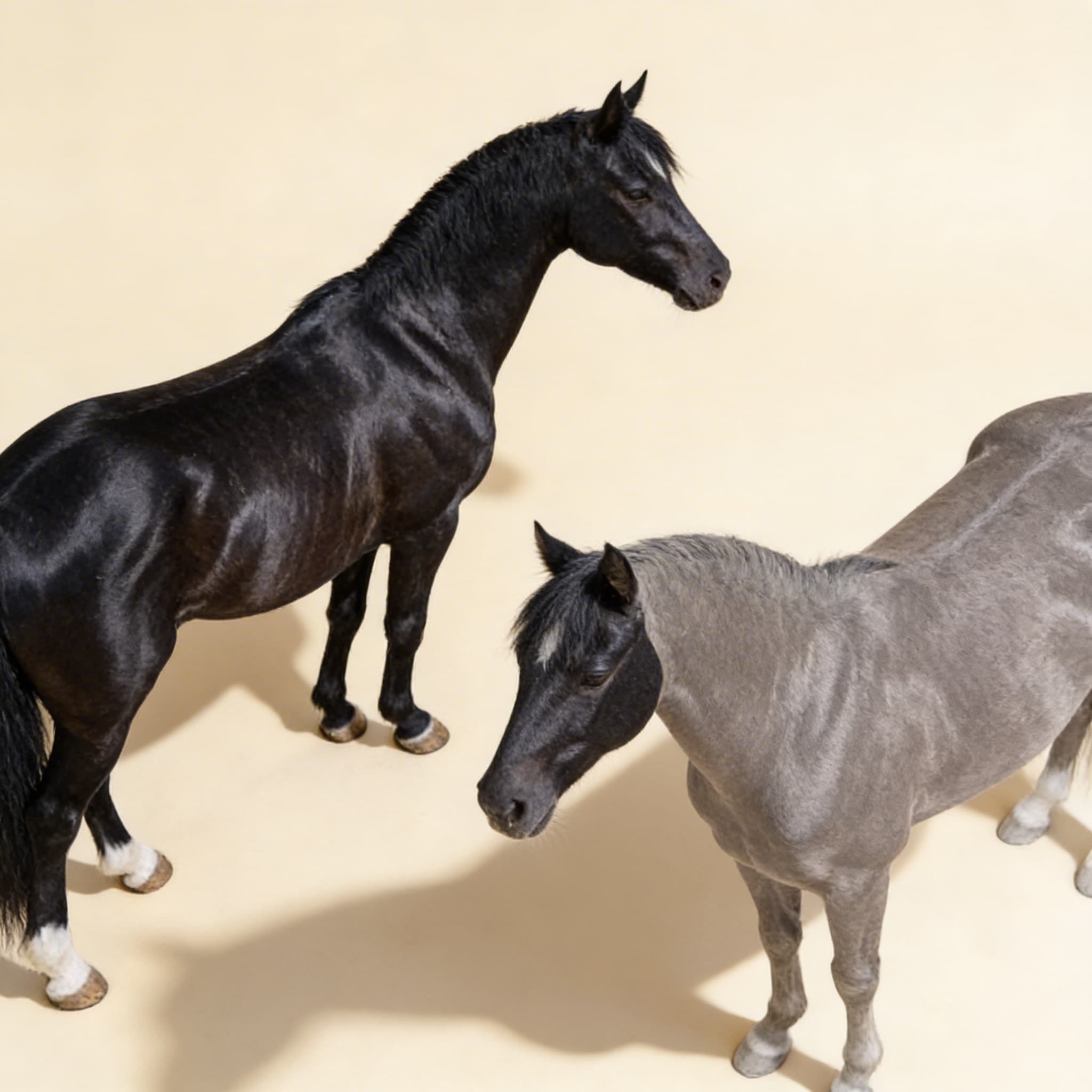 Teile des Pferdes (Spanisch) — Ansicht 2