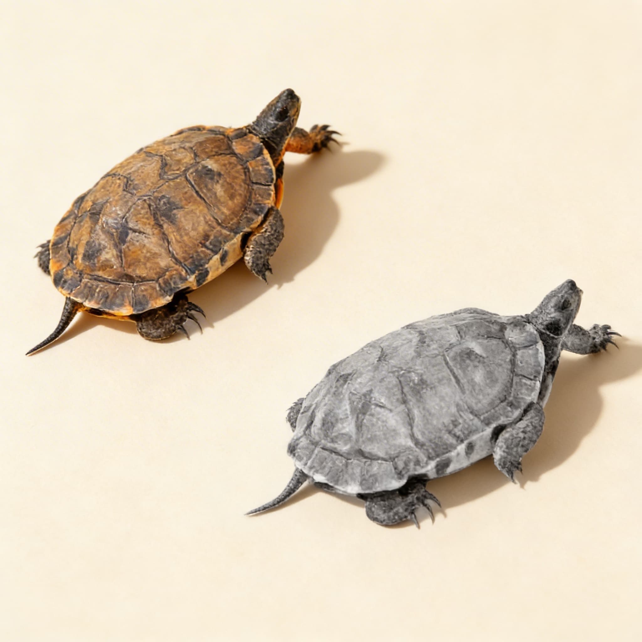 Teile der Schildkröte (Spanisch) — Ansicht 2