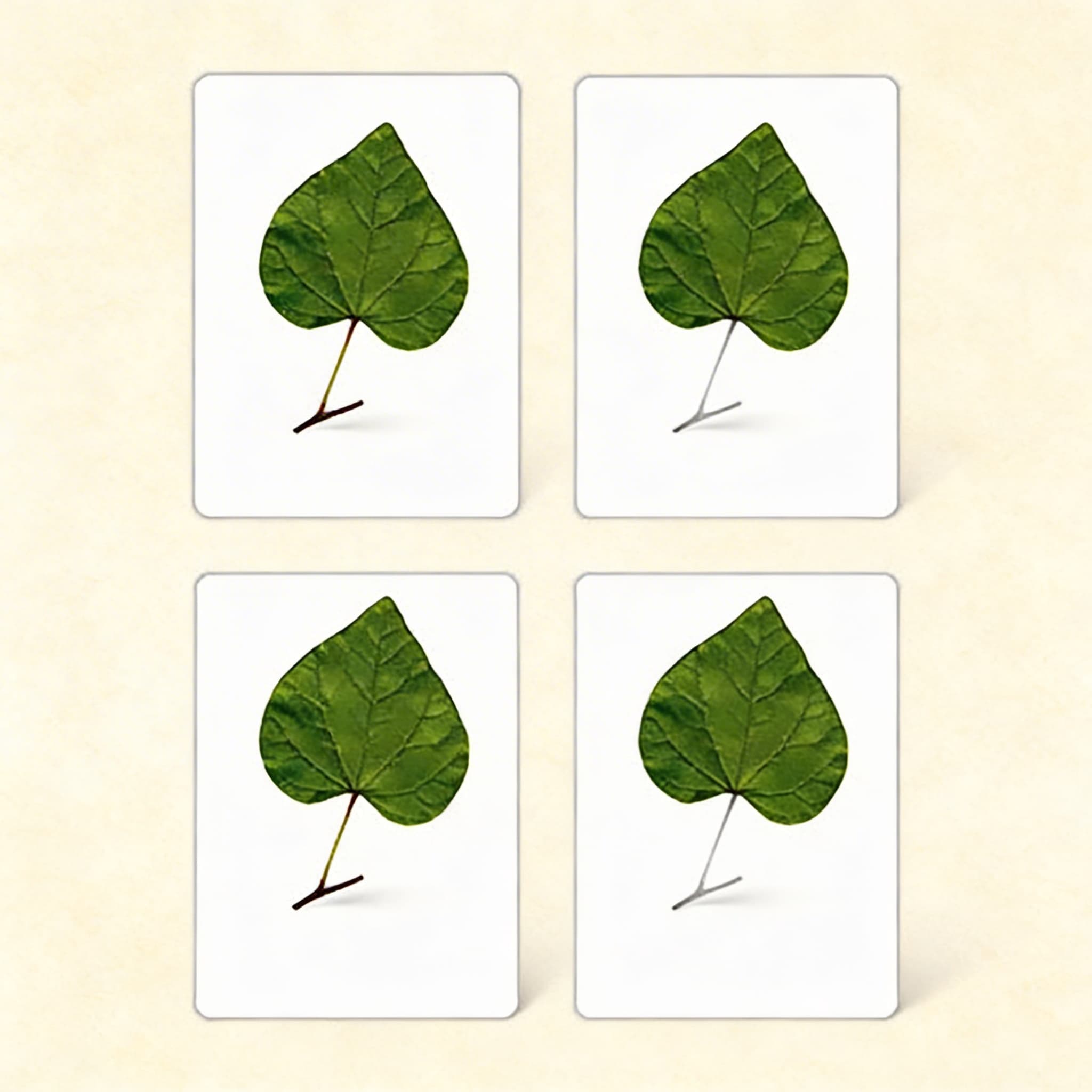 Teile eines Blattes (Spanisch)