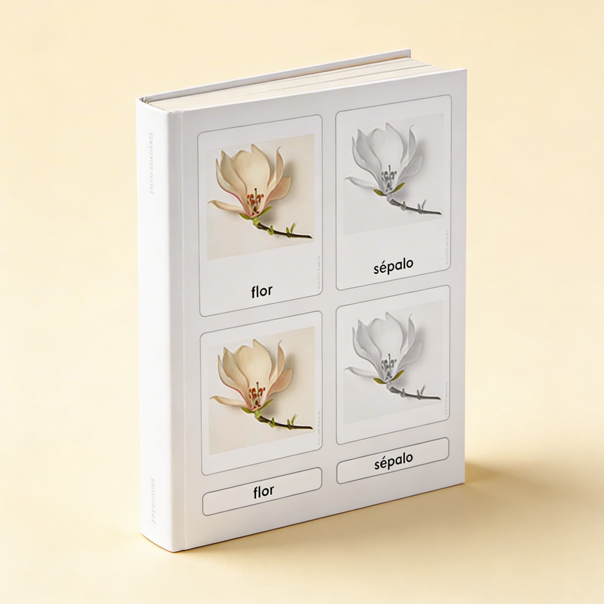 Části květiny — botanické karty (španělsky) — Boční pohled