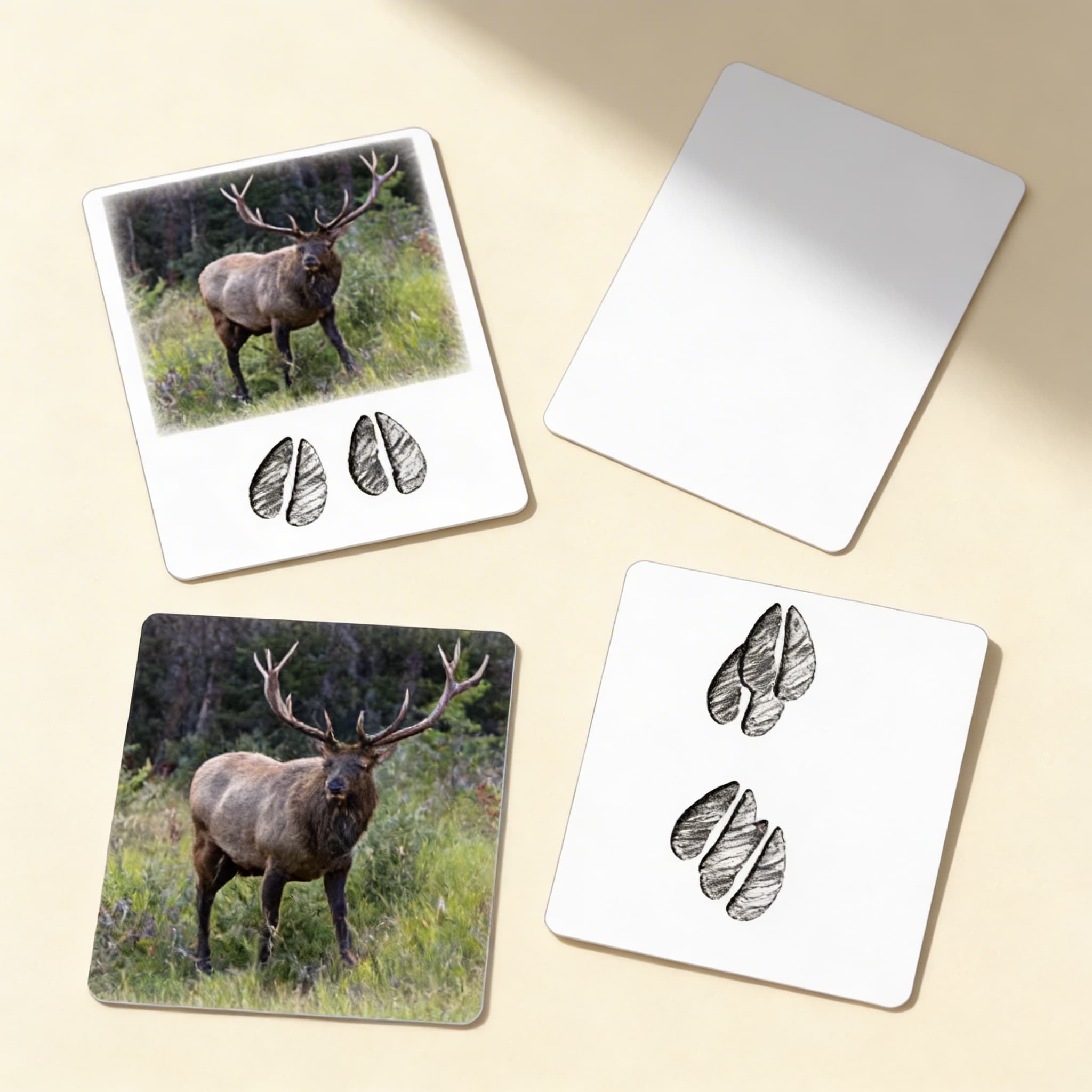 Stopy severoamerických zvierat — karty aktivít (španielsky) — Bočný pohľad