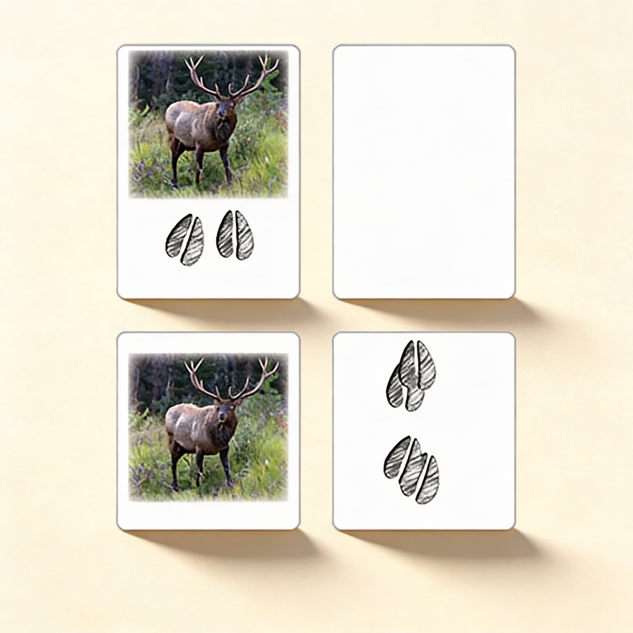 Stopy severoamerických zvierat — karty aktivít (španielsky) — Katalógový pohľad