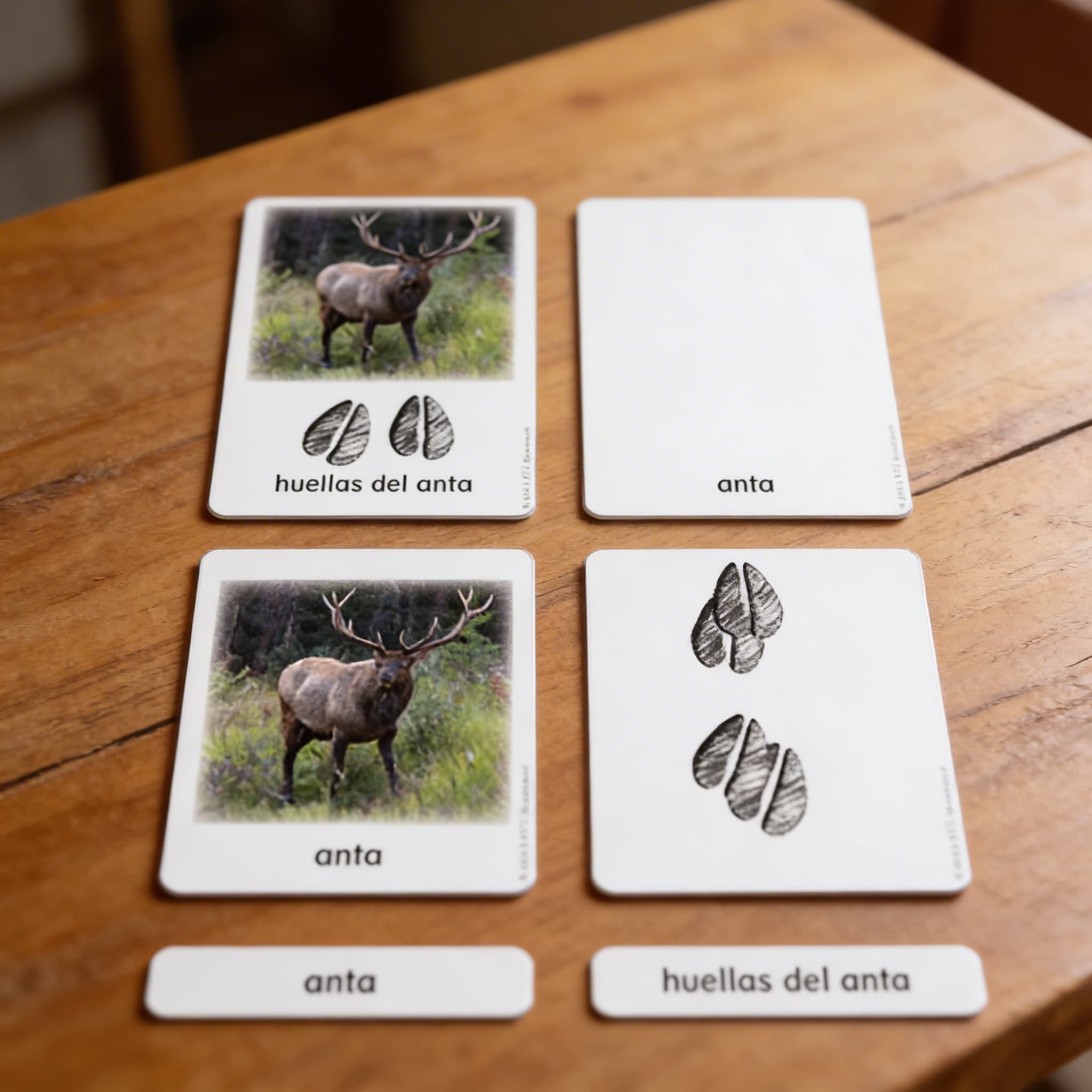 Stopy severoamerických zvierat — karty aktivít (španielsky) — Detailný pohľad