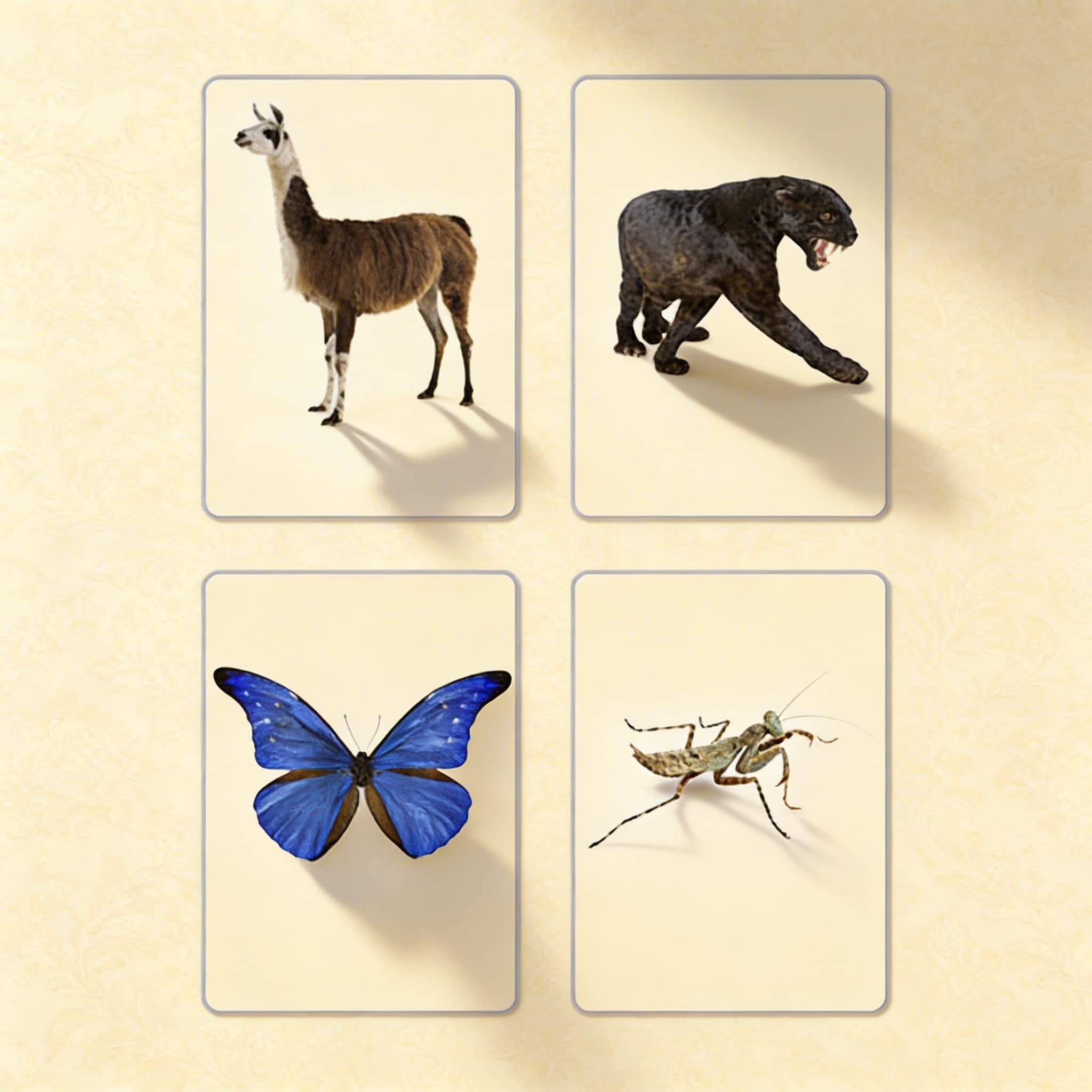 Tiere der sieben Kontinente (Spanisch) — Ansicht 2