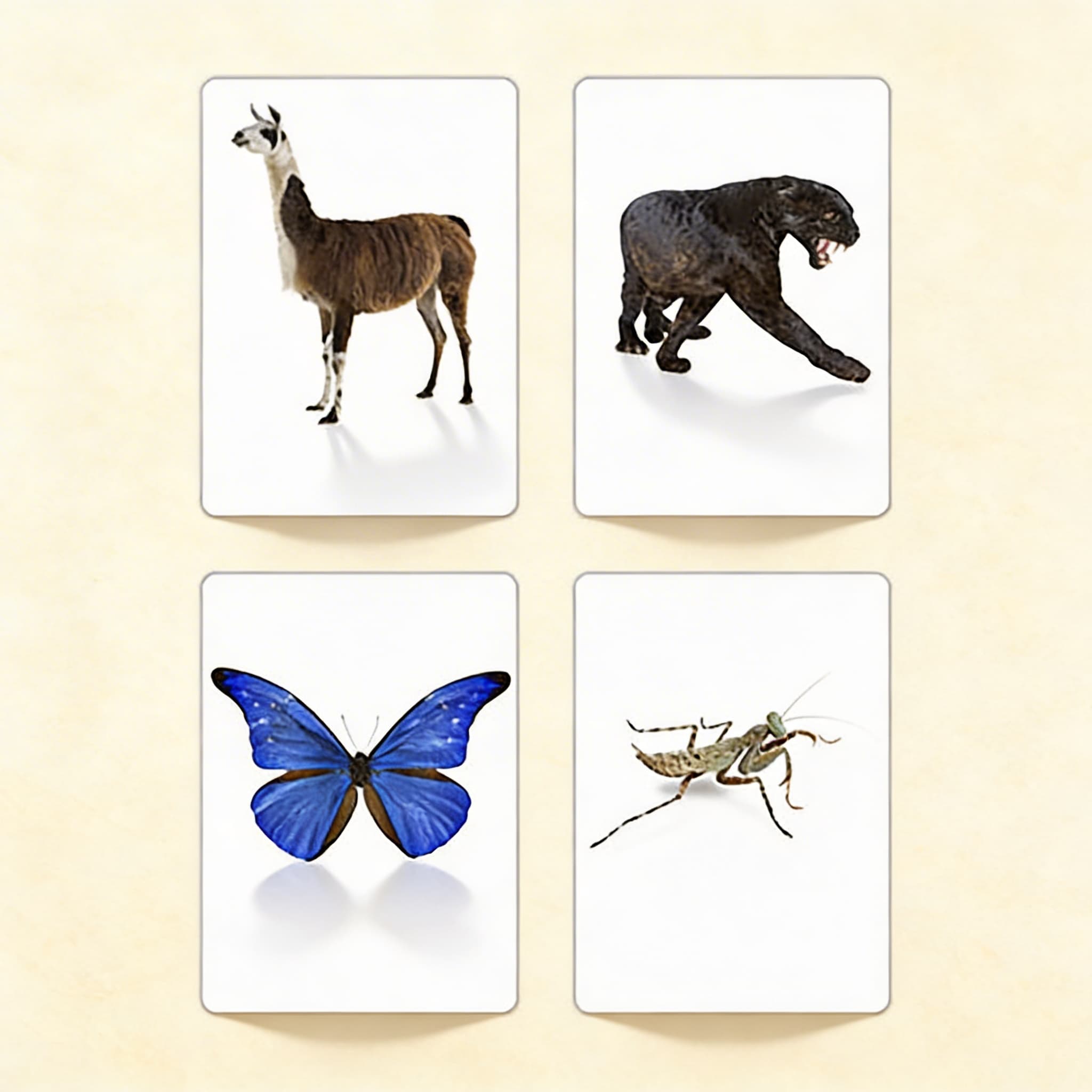 Tiere der sieben Kontinente (Spanisch)