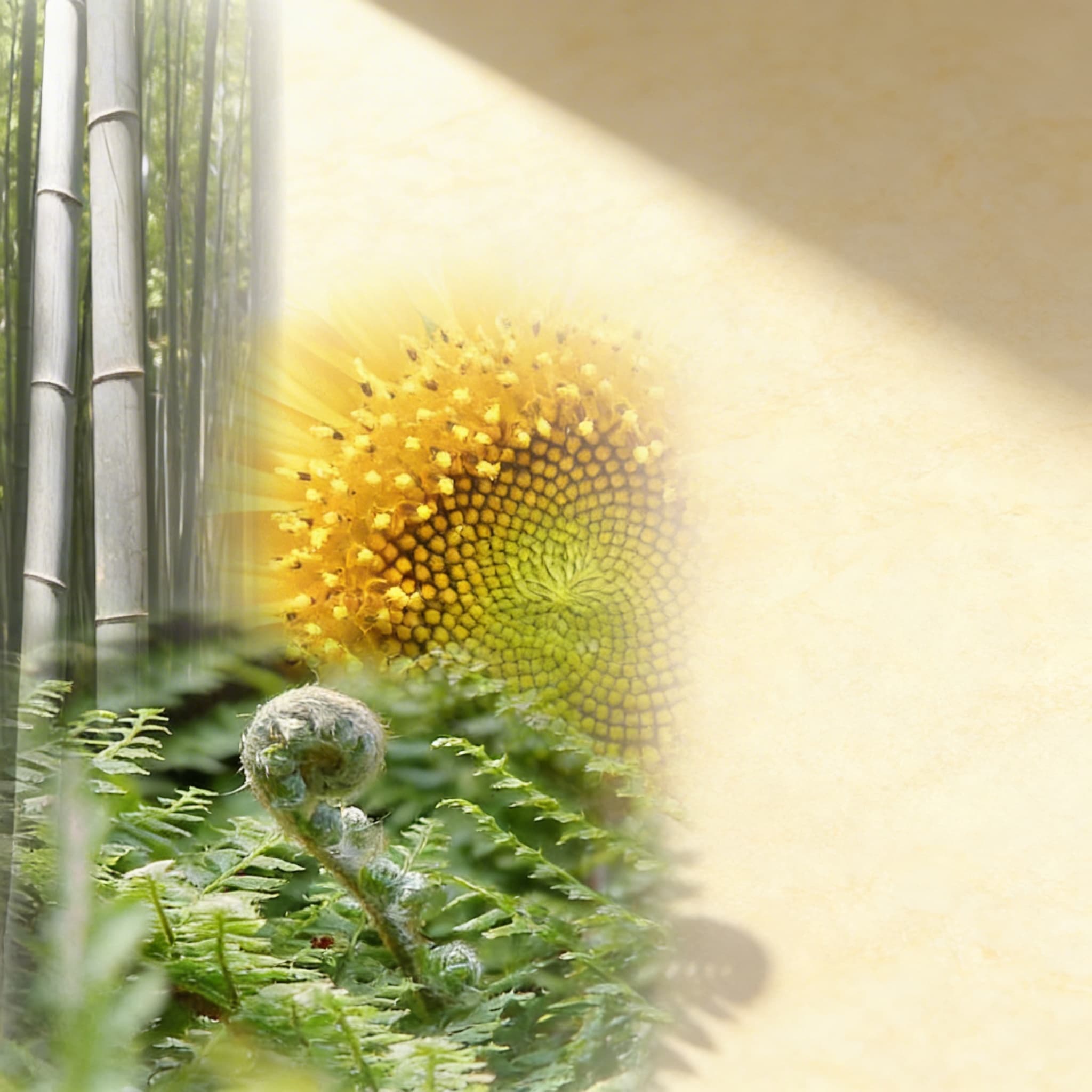 Pflanzengeschichten — Elementarbotanik — Ansicht 2