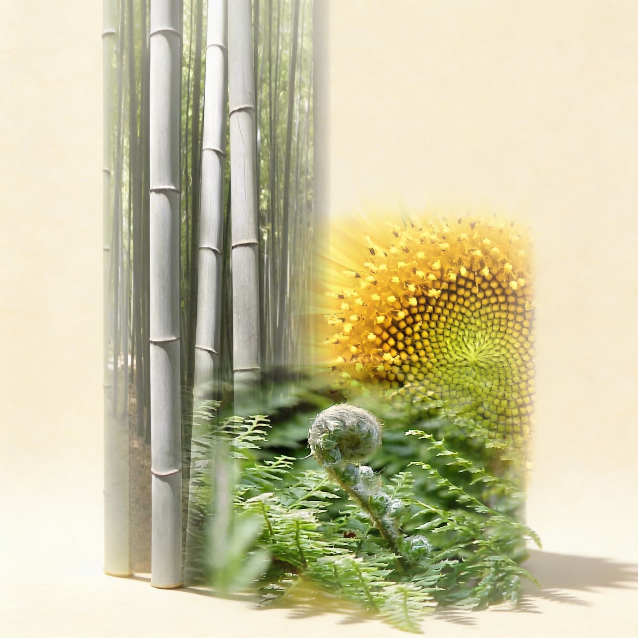 Pflanzengeschichten — Elementarbotanik