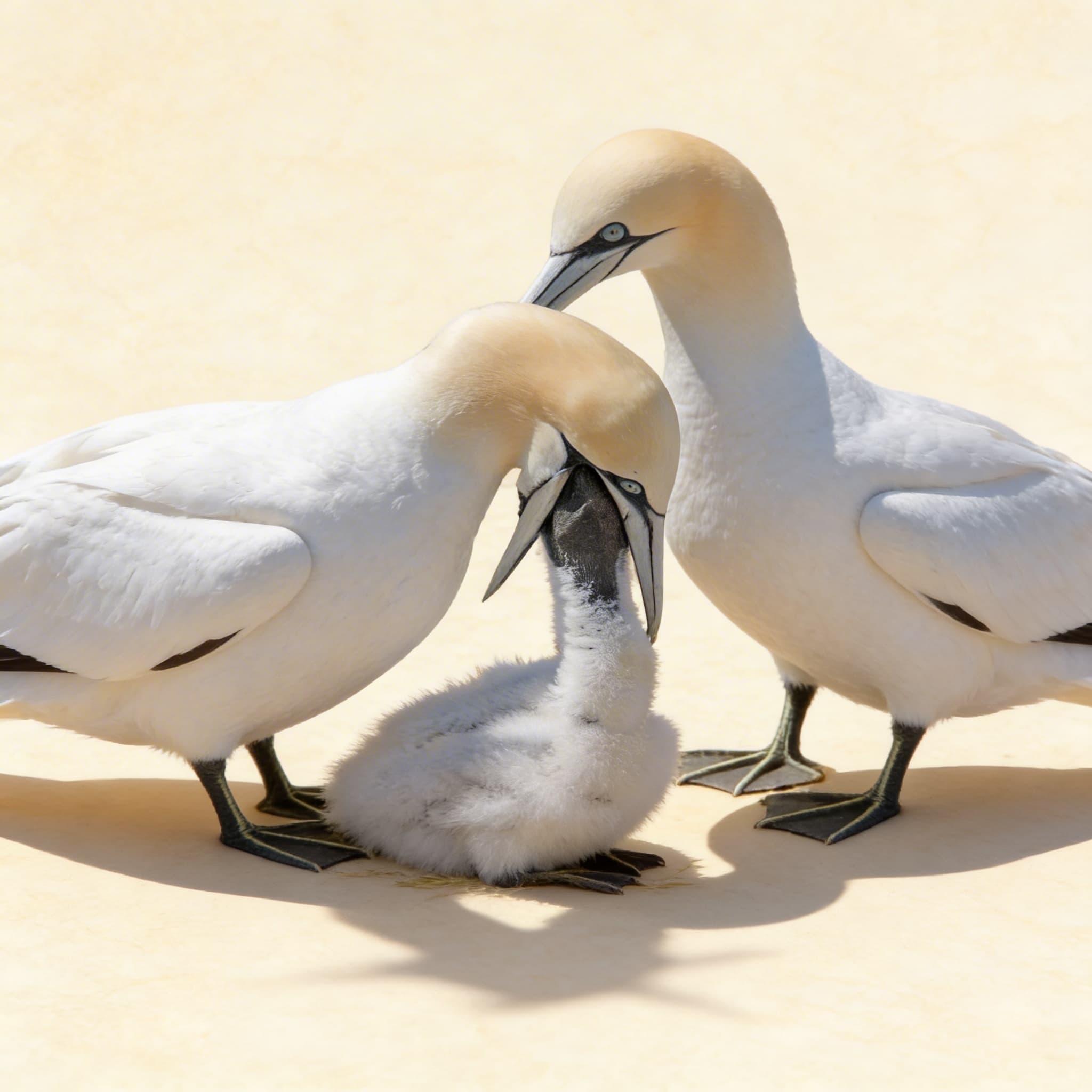 External Characteristics Of Vertebrates