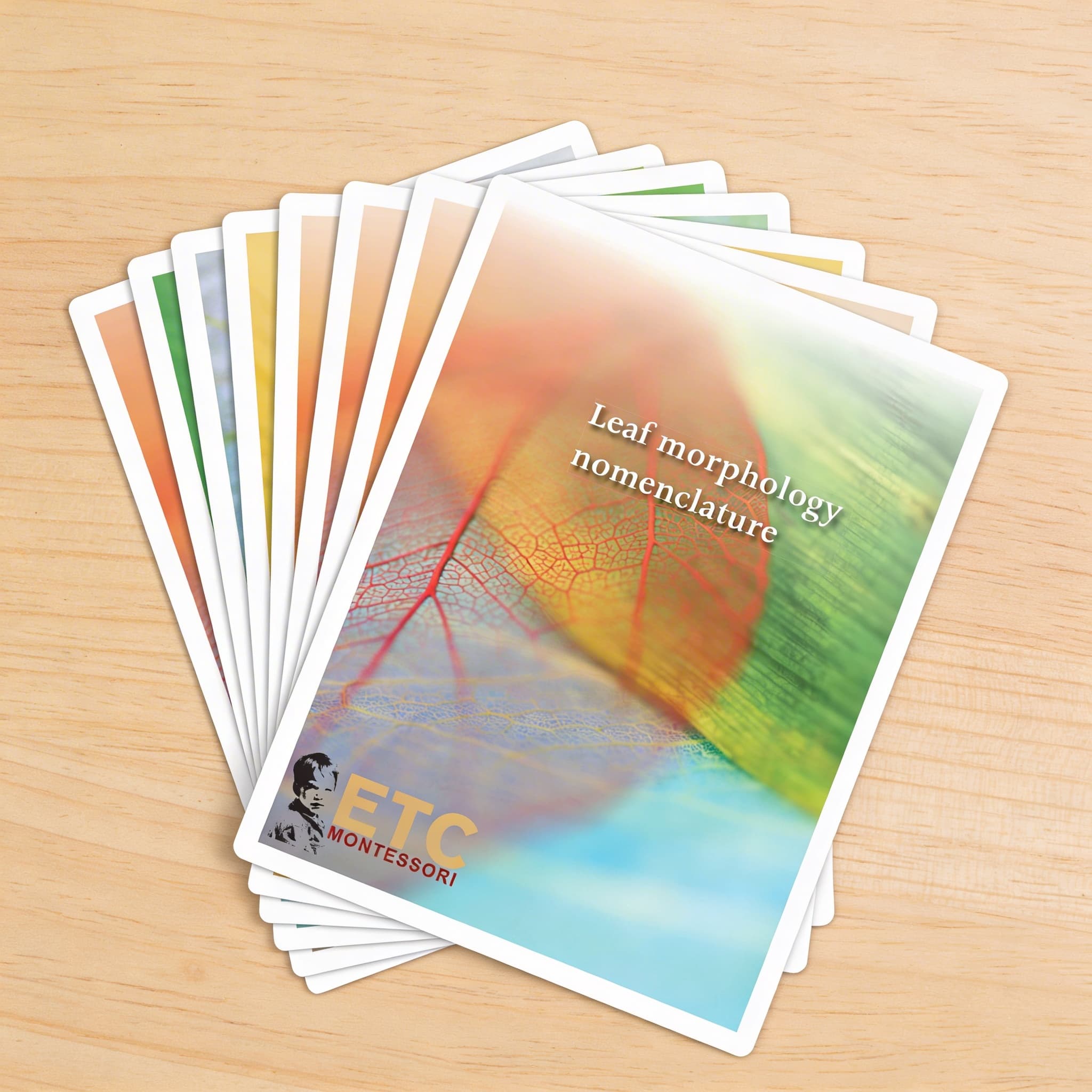 Nomenklatura morfologie listů — Boční pohled