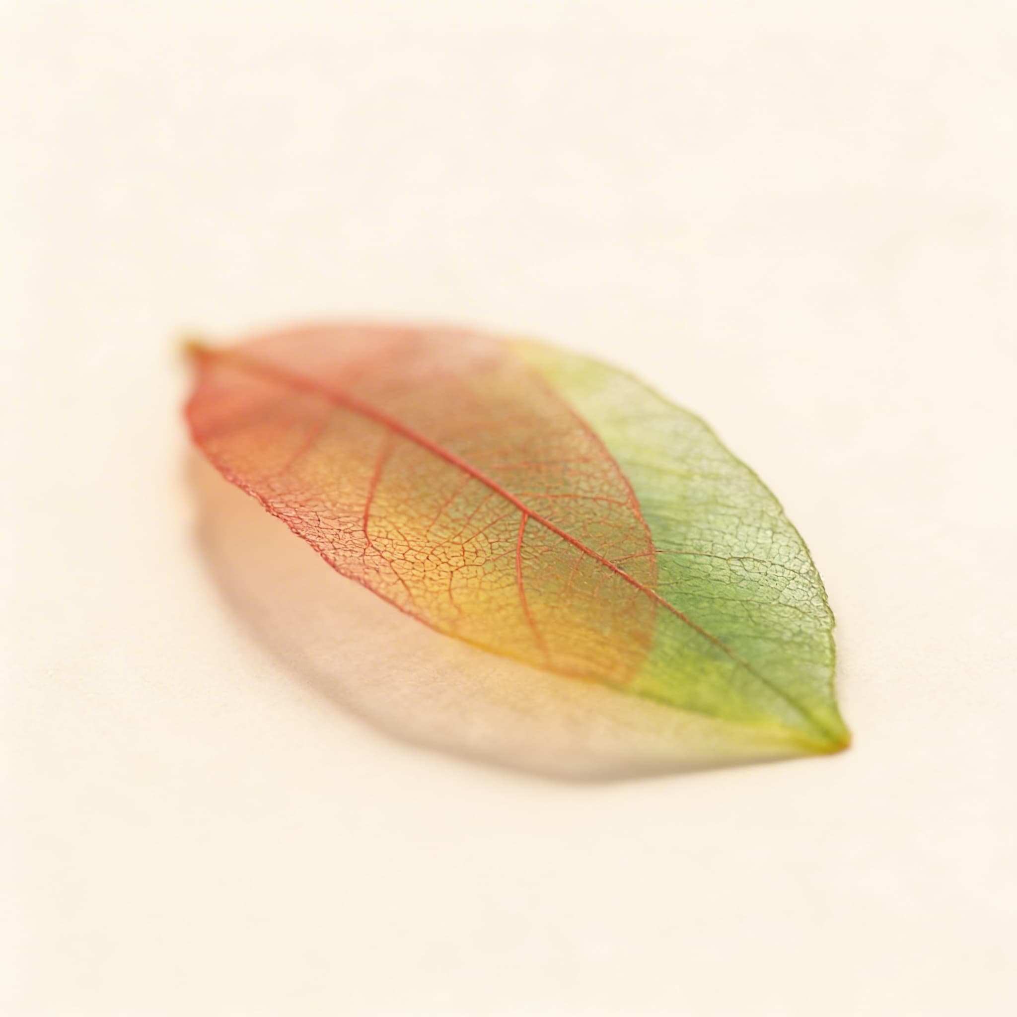 Nomenklatura morfologie listů — Katalogový pohled