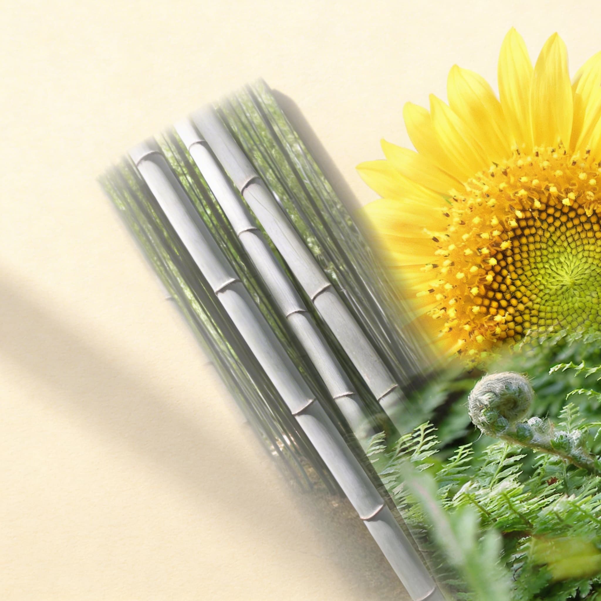 Pflanzengeschichten — Fotografische Botanik-Entdeckungskarten — Seitenansicht