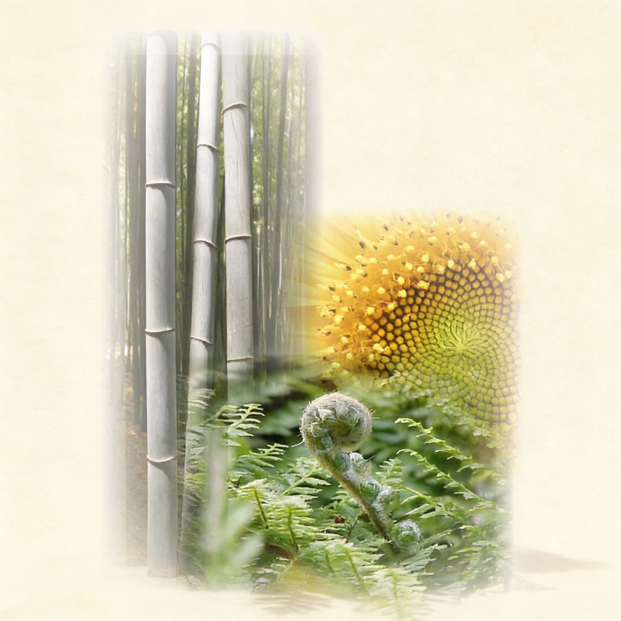 Pflanzengeschichten — Fotografische Botanik-Entdeckungskarten — Katalogansicht