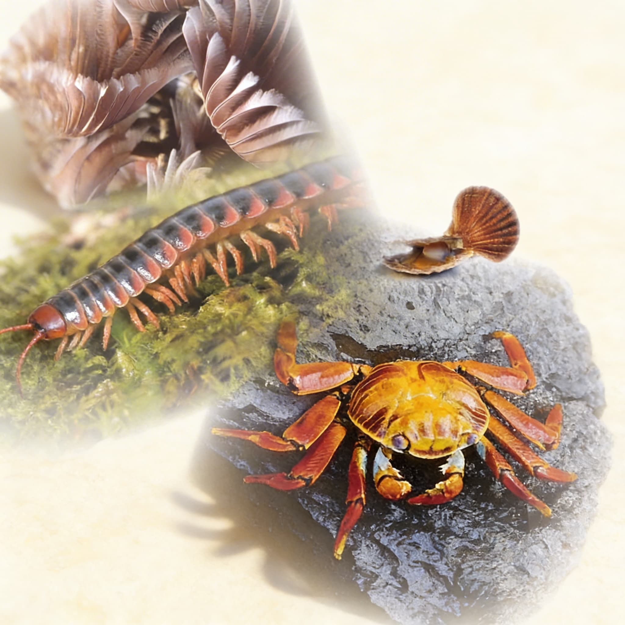 Tiergeschichten (Spanisch)