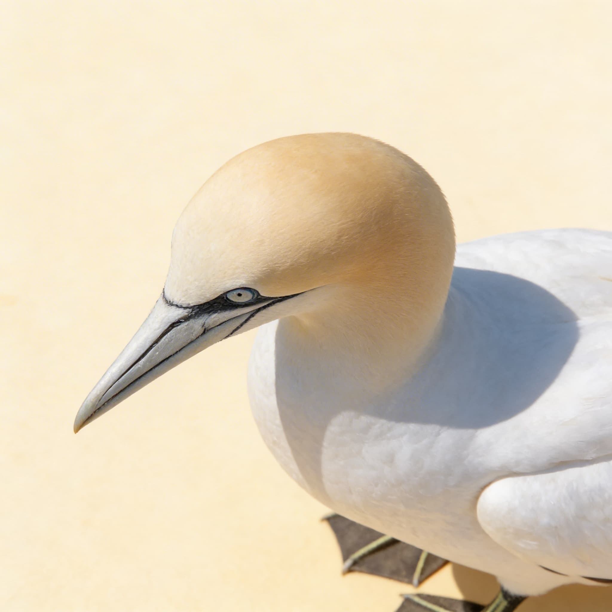 Äußere Merkmale der Wirbeltiere — Alter 6-9 (Spanisch) — Ansicht 2
