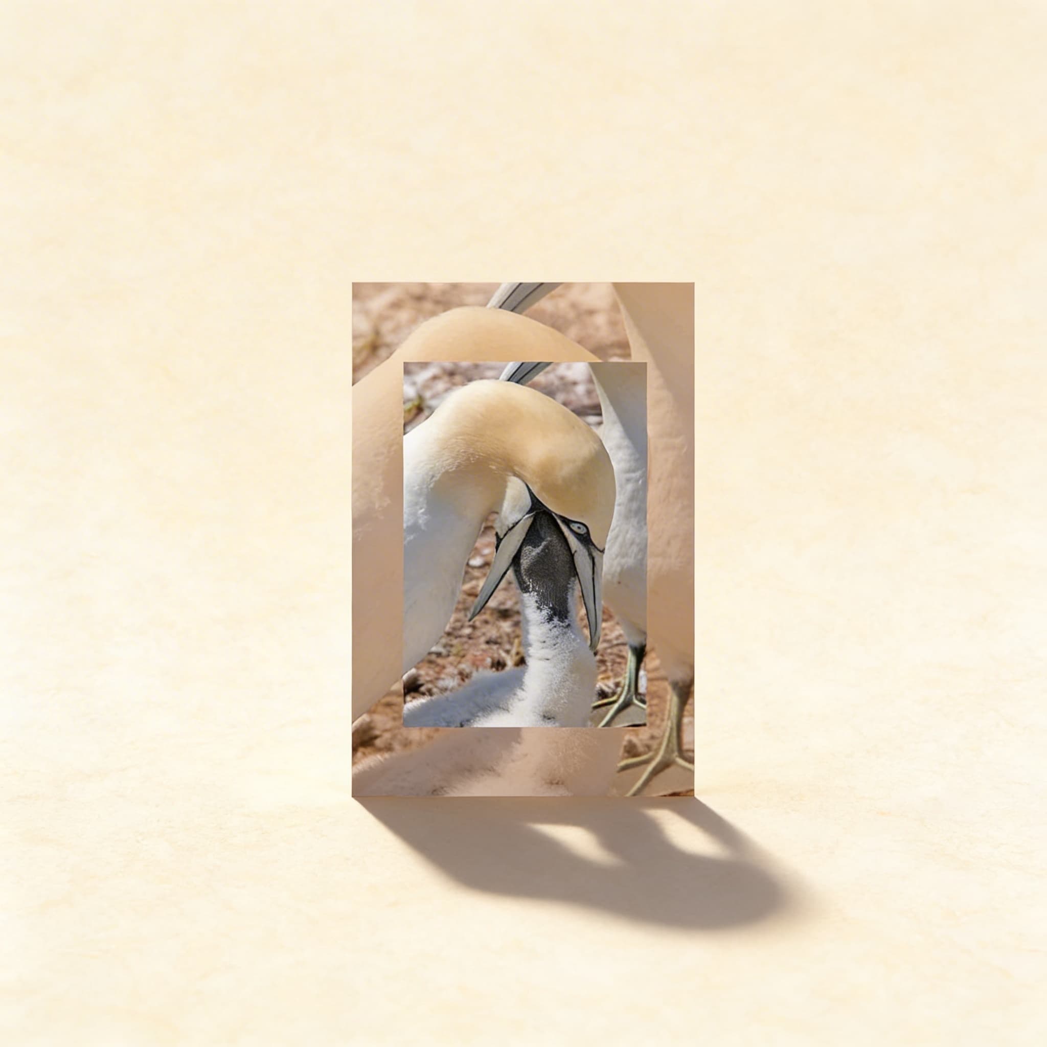 Äußere Merkmale der Wirbeltiere — Alter 6-9 (Spanisch)