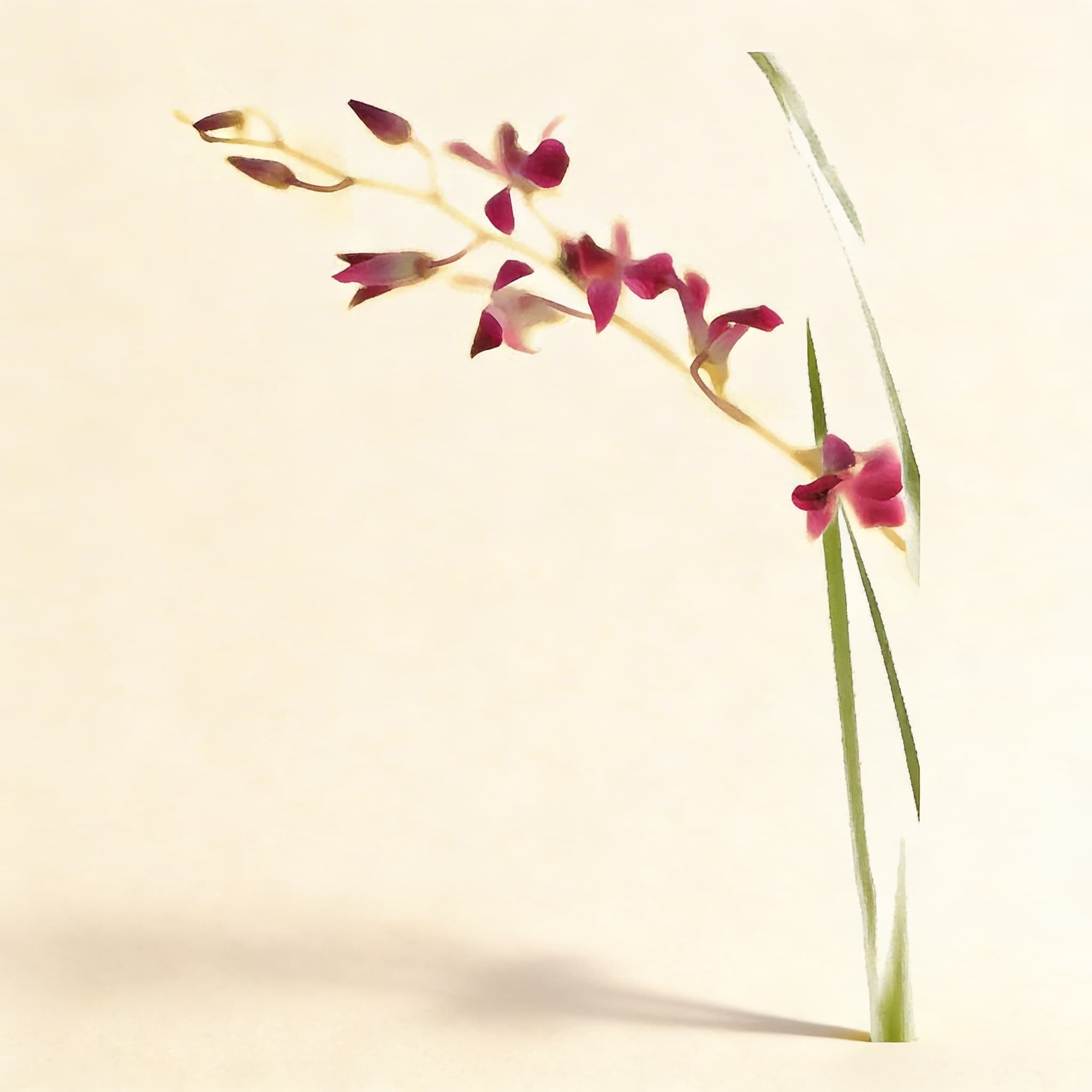 Botanik-Lehrplan — Alter 6–9